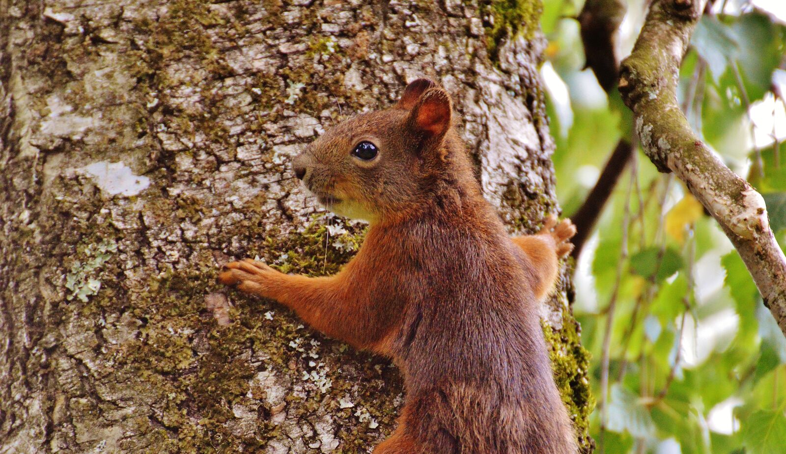 Nikon D3200 sample photo. Squirrel, nager, cute photography