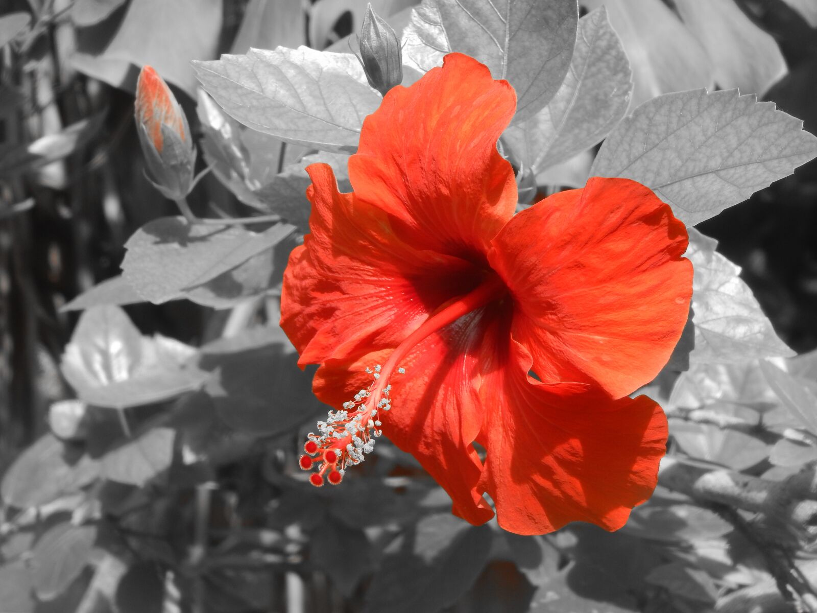 Nikon Coolpix L820 sample photo. Flower, red, ibisco photography