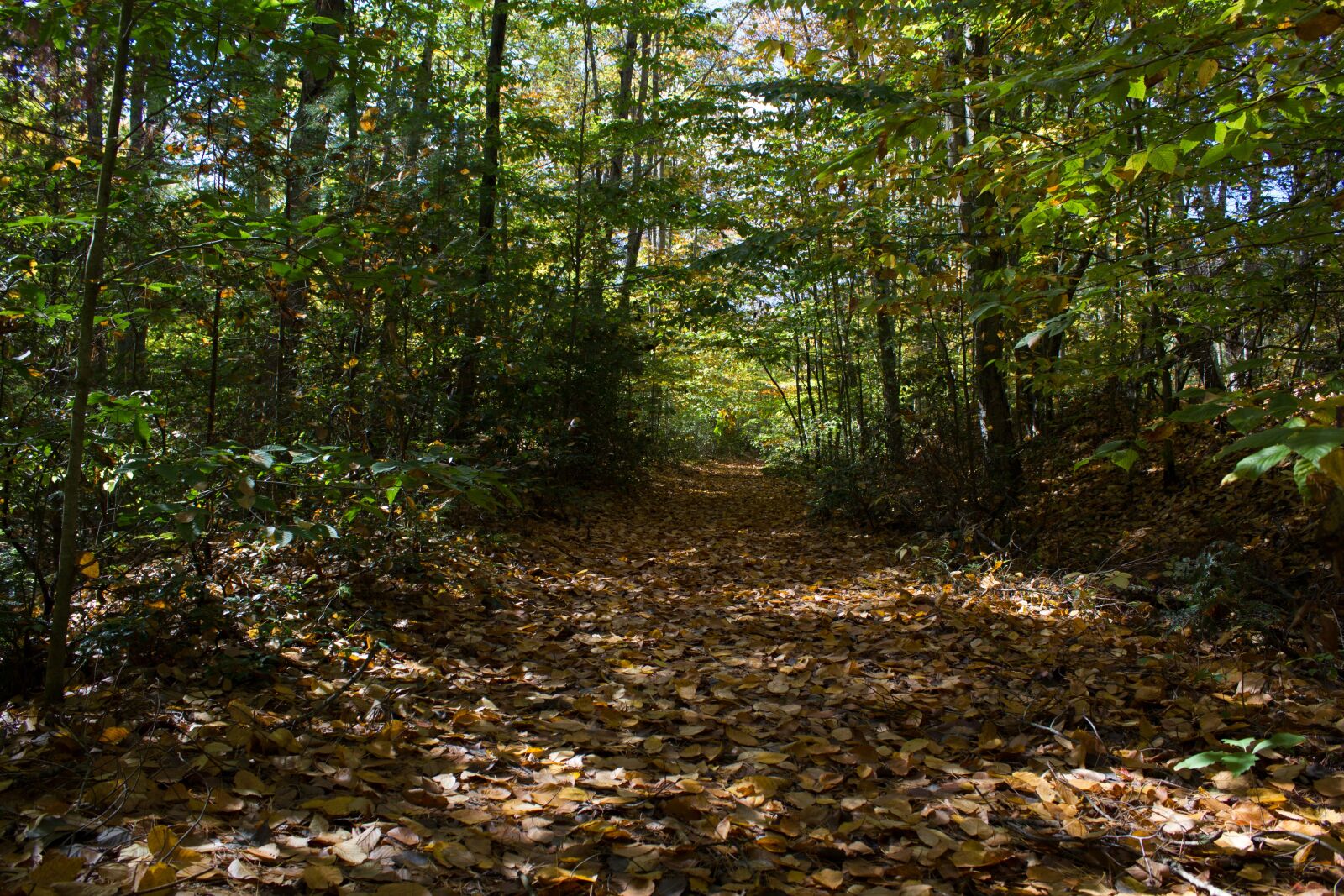 Canon EOS 550D (EOS Rebel T2i / EOS Kiss X4) sample photo. Fall leaves, path, forest photography