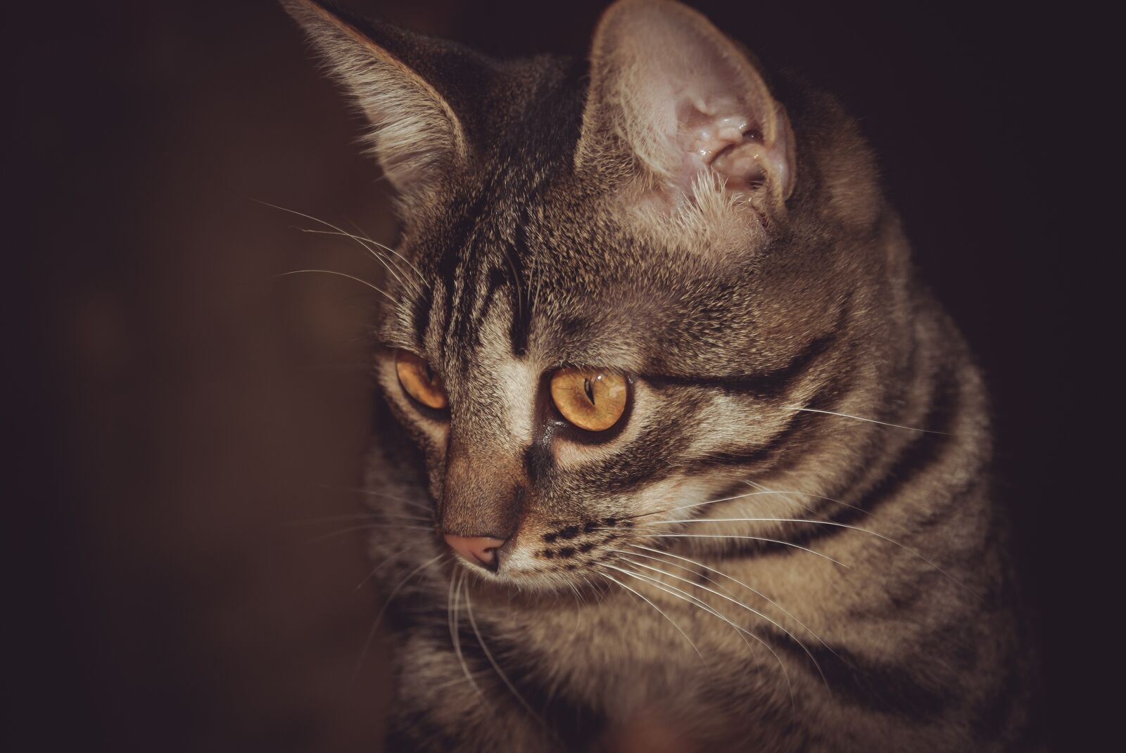 Nikon D80 sample photo. Cat, portrait, animals photography