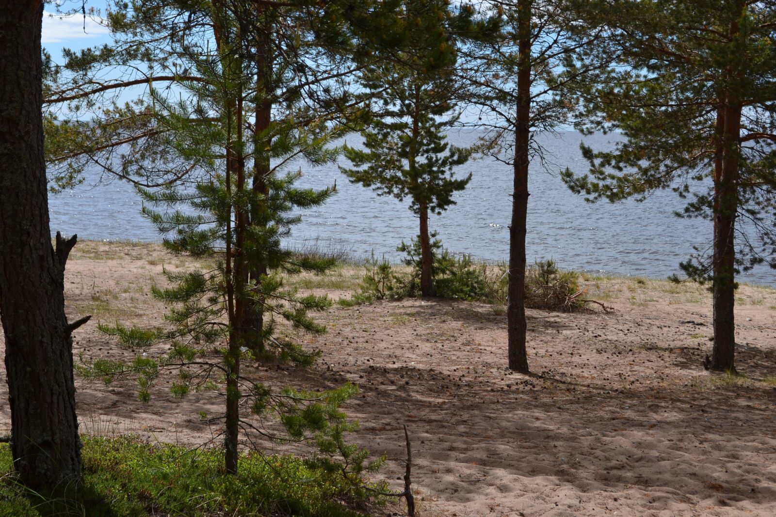 Nikon D3100 sample photo. Nature, trees, landscape photography