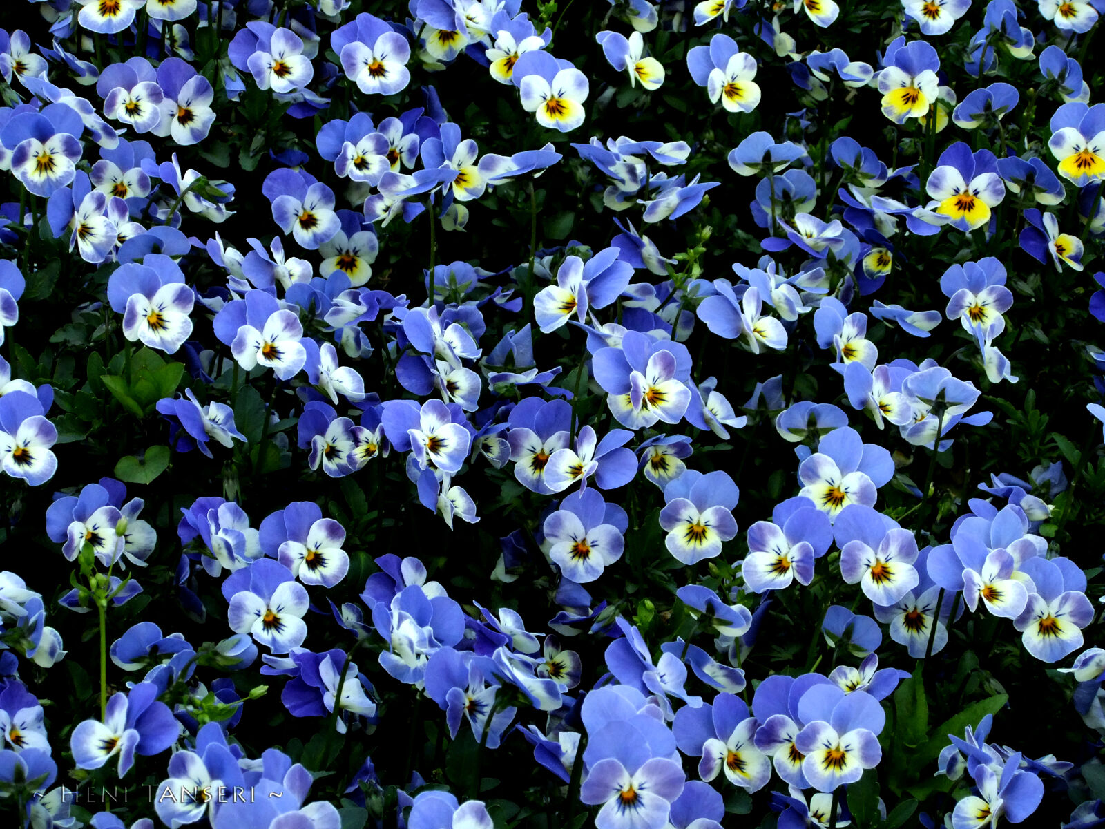 FujiFilm FinePix F70EXR (FinePix F75EXR) sample photo. Blue, flowers photography