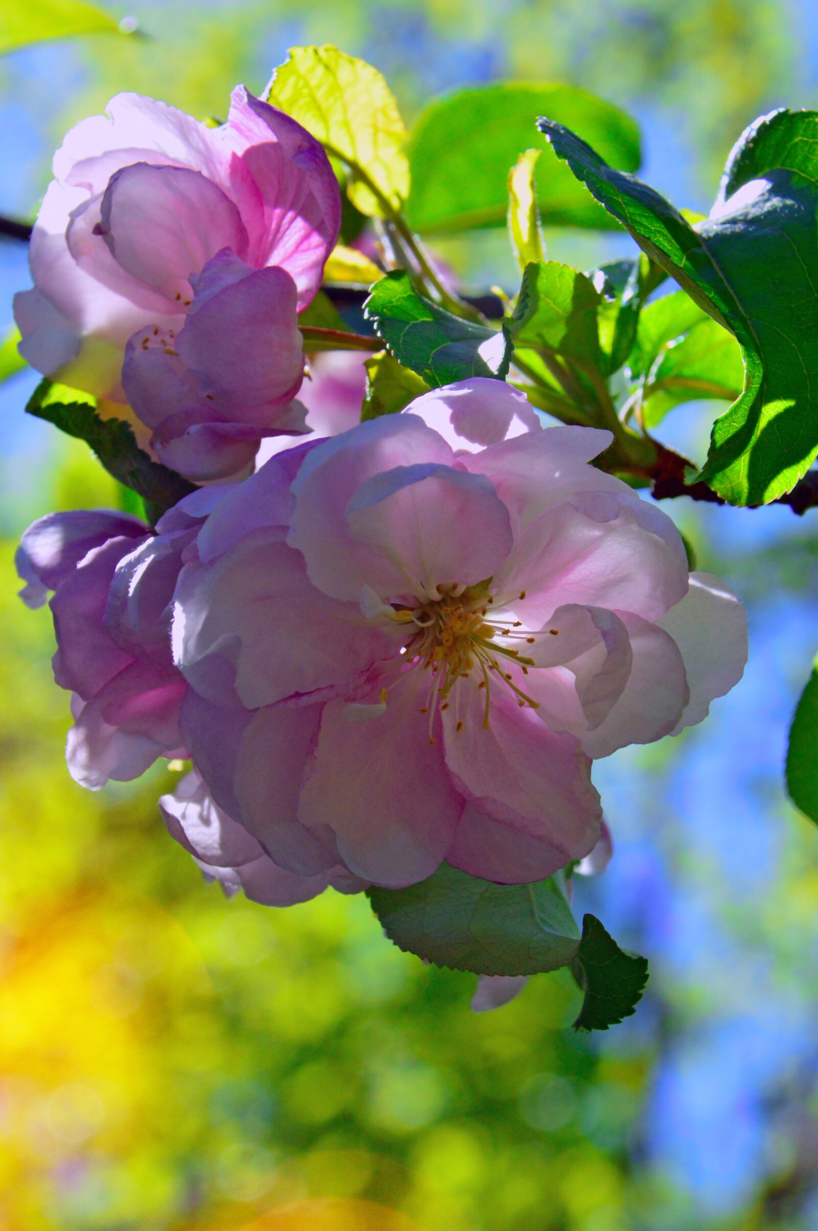 Nikon D3200 sample photo. Flower, nature, plant photography
