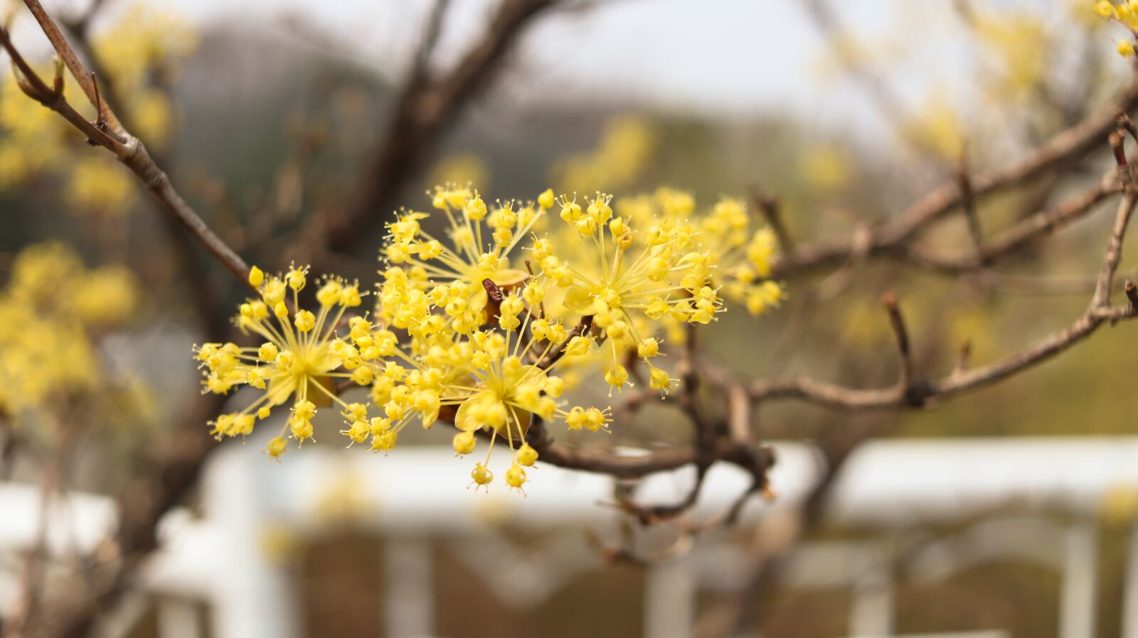 Canon EF-S 24mm F2.8 STM sample photo. Cornus, fruit, wood photography