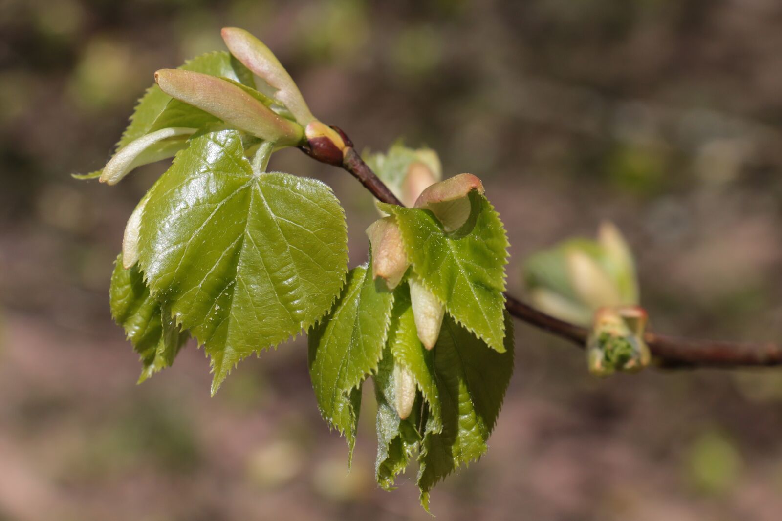 Canon EOS 700D (EOS Rebel T5i / EOS Kiss X7i) sample photo. Leaf, nature, plant photography