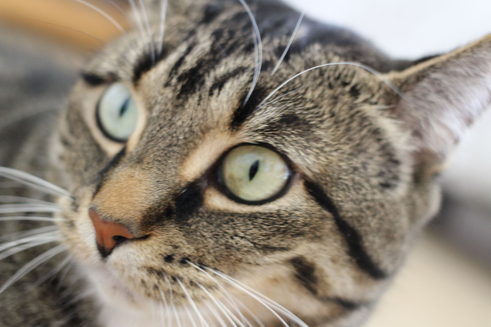 Canon EOS 100D (EOS Rebel SL1 / EOS Kiss X7) sample photo. Animal, cat, tabby photography