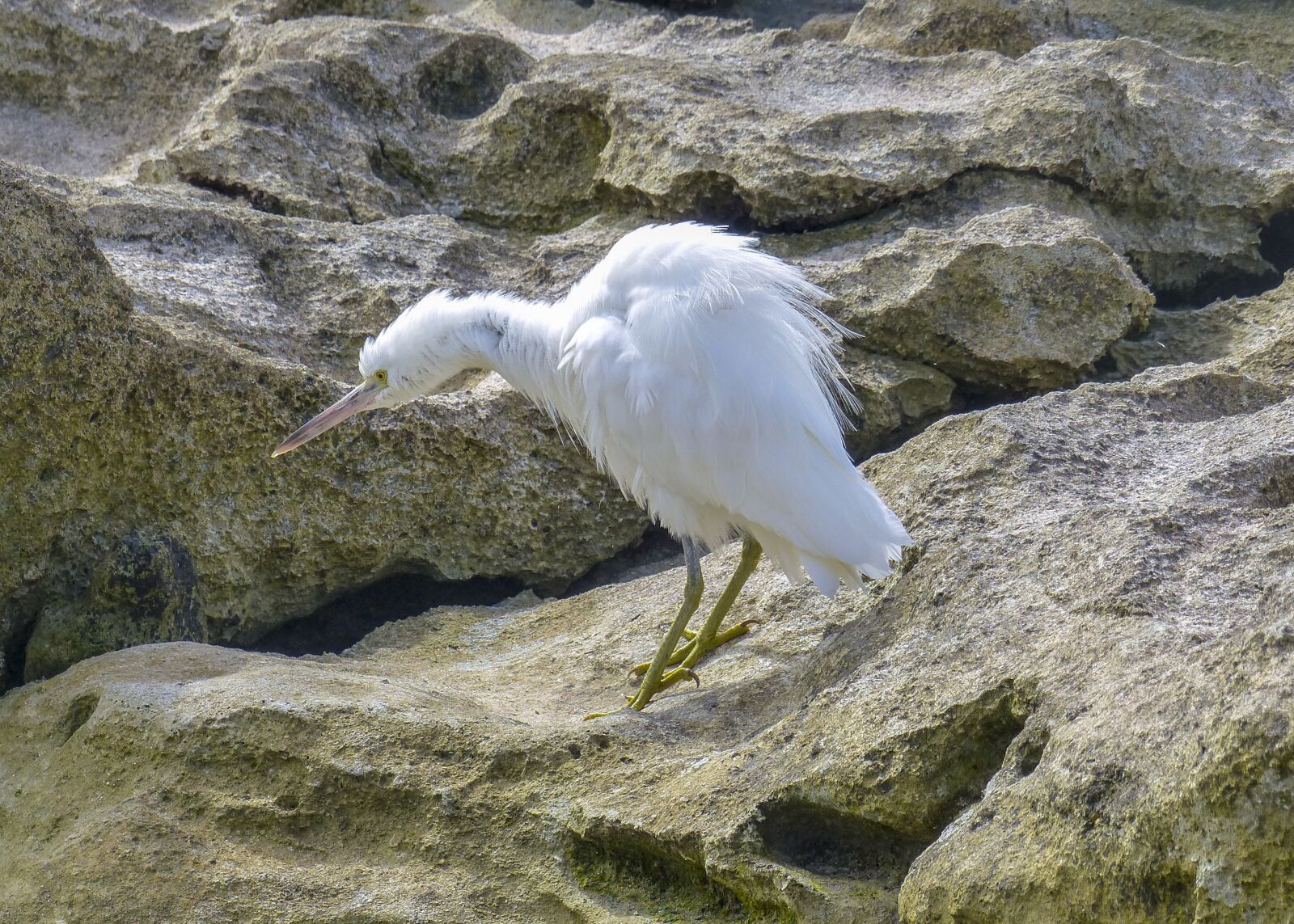 Panasonic Lumix DMC-FZ200 sample photo. Bird, egret, white photography