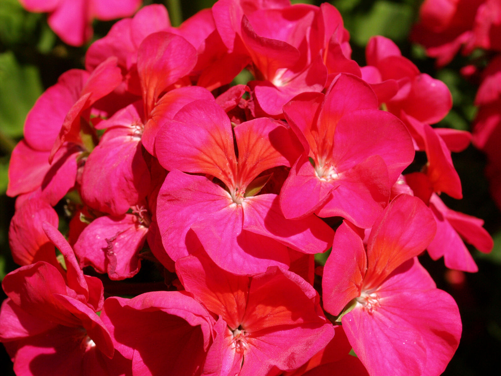 Olympus E-300 (EVOLT E-300) sample photo. Asia, asian, beautiful, blooming photography