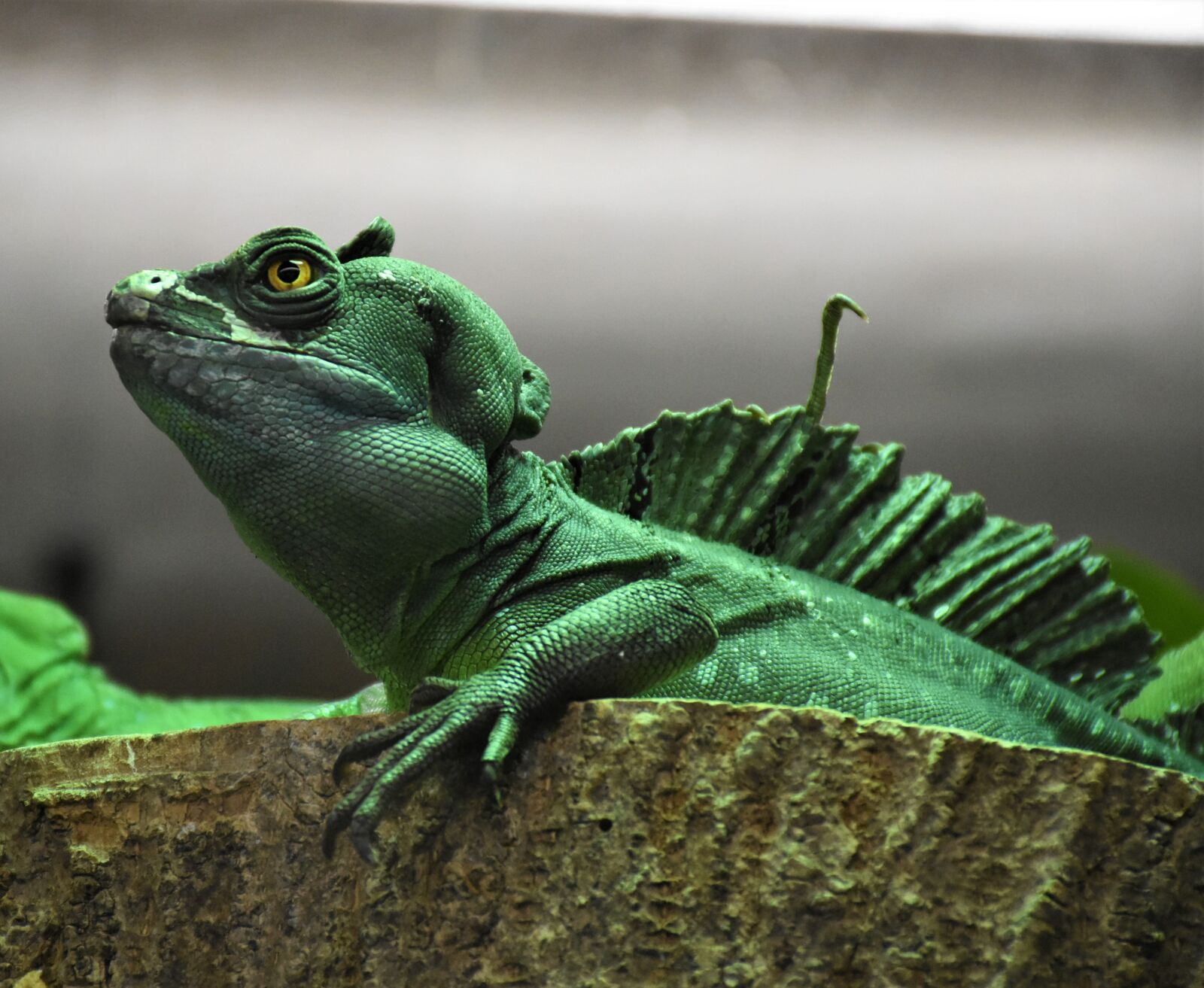 Nikon D7200 sample photo. Iguana, lizard, scale photography