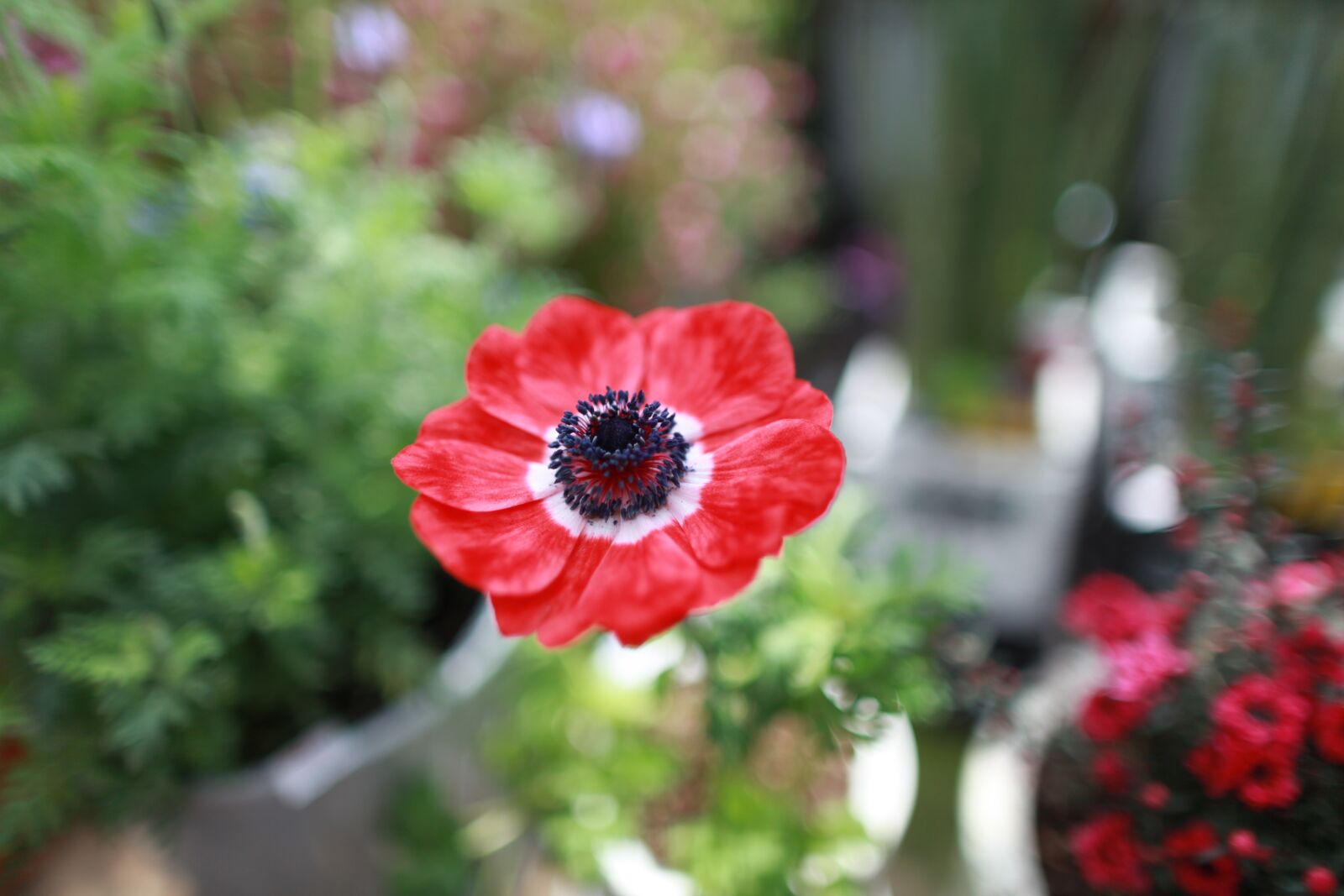 Canon EOS 5D Mark II sample photo. Flowers, plants, nature photography