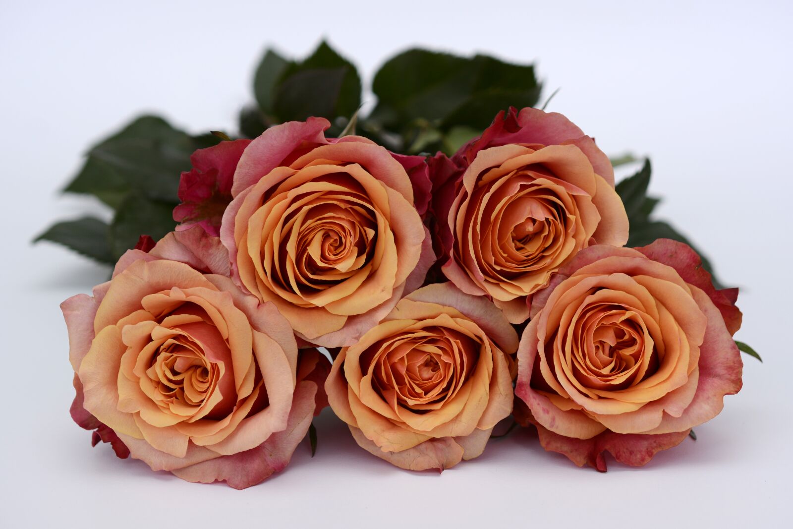 Nikon D7100 sample photo. Roses, orange, rose flower photography