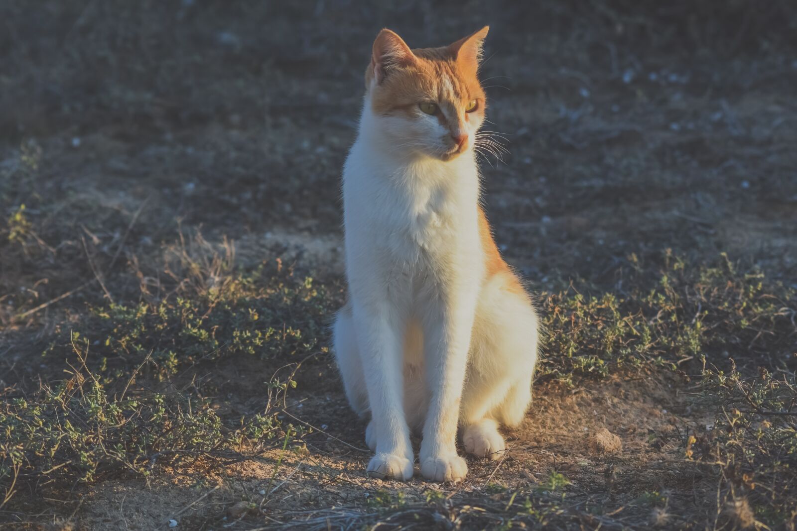 Nikon D3300 sample photo. Cat, stray, animal photography