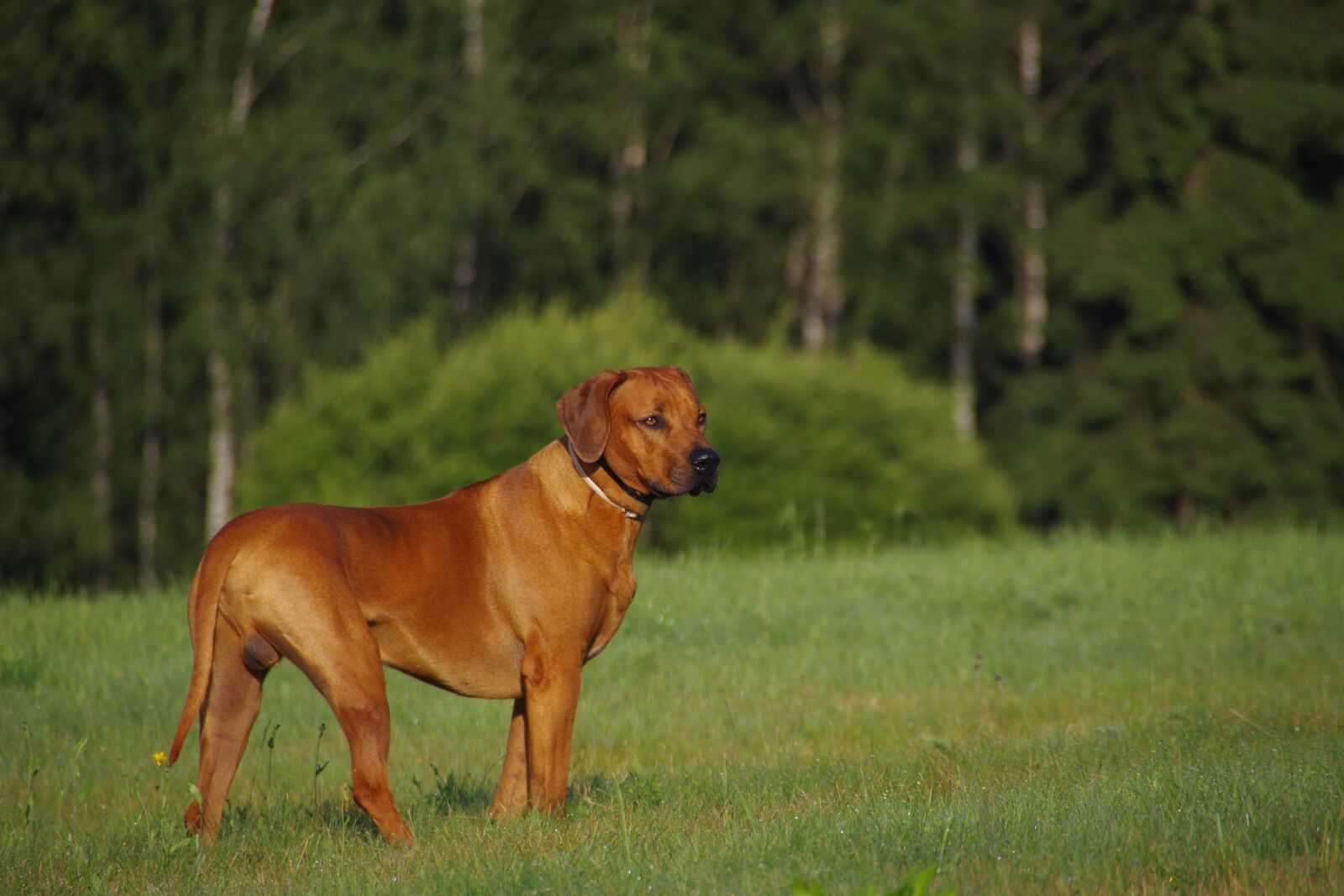 Pentax K-3 sample photo. Dog, ridgeback, rhodesian photography