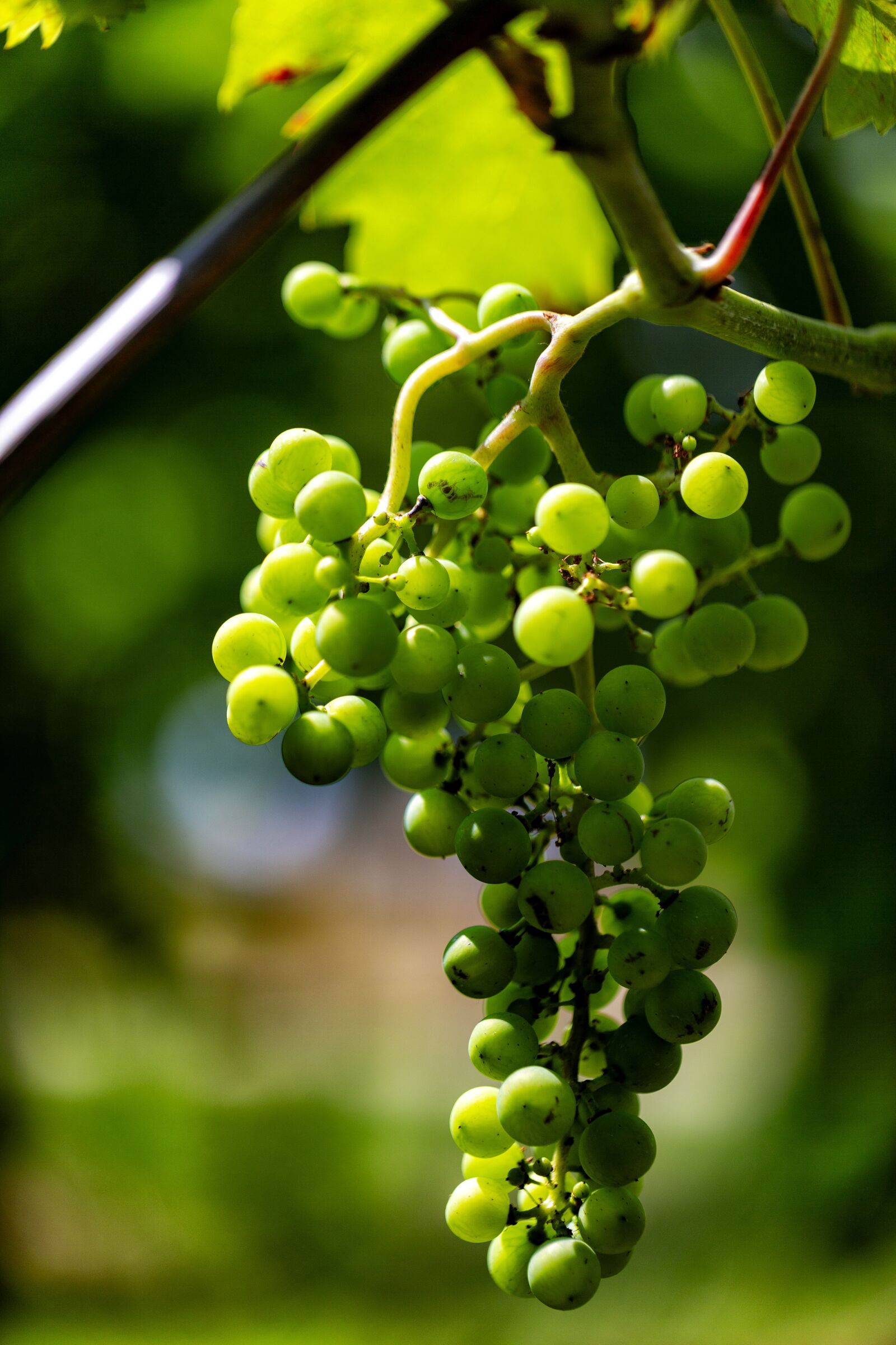 Canon EF 100mm F2.8L Macro IS USM sample photo. Vintage, wine, wingert photography