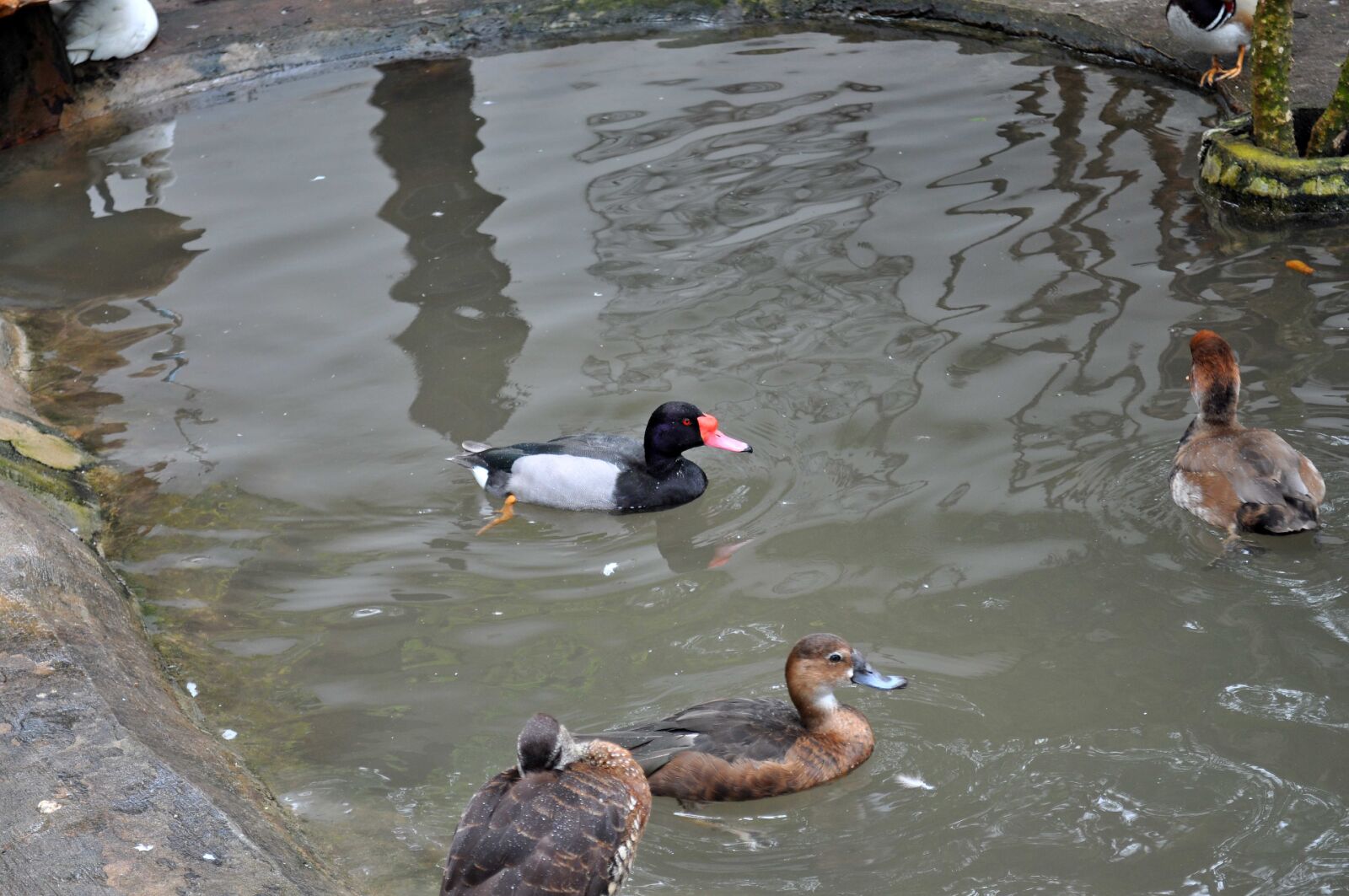 Nikon D5000 sample photo. Decorative, male, female, ducks photography
