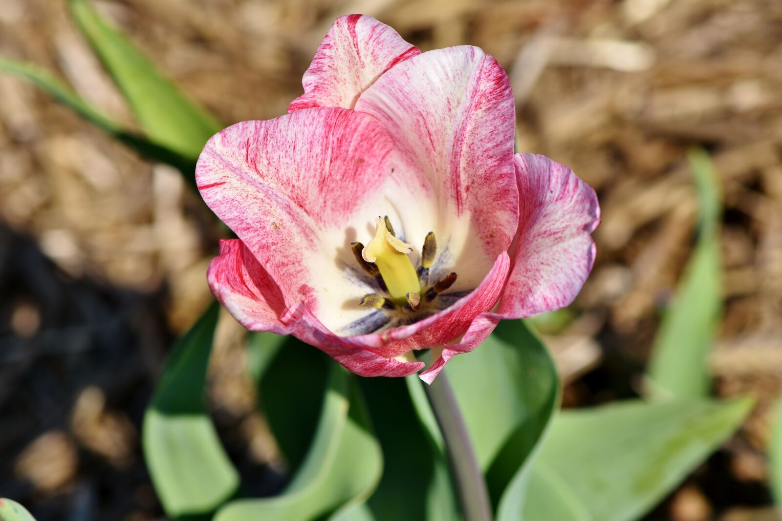 Nikon D7200 sample photo. Tulip, tulpenbluete, blossomed photography