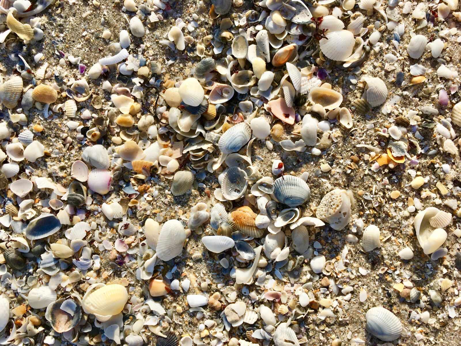 iPhone SE back camera 4.15mm f/2.2 sample photo. Shells, beach, sand photography