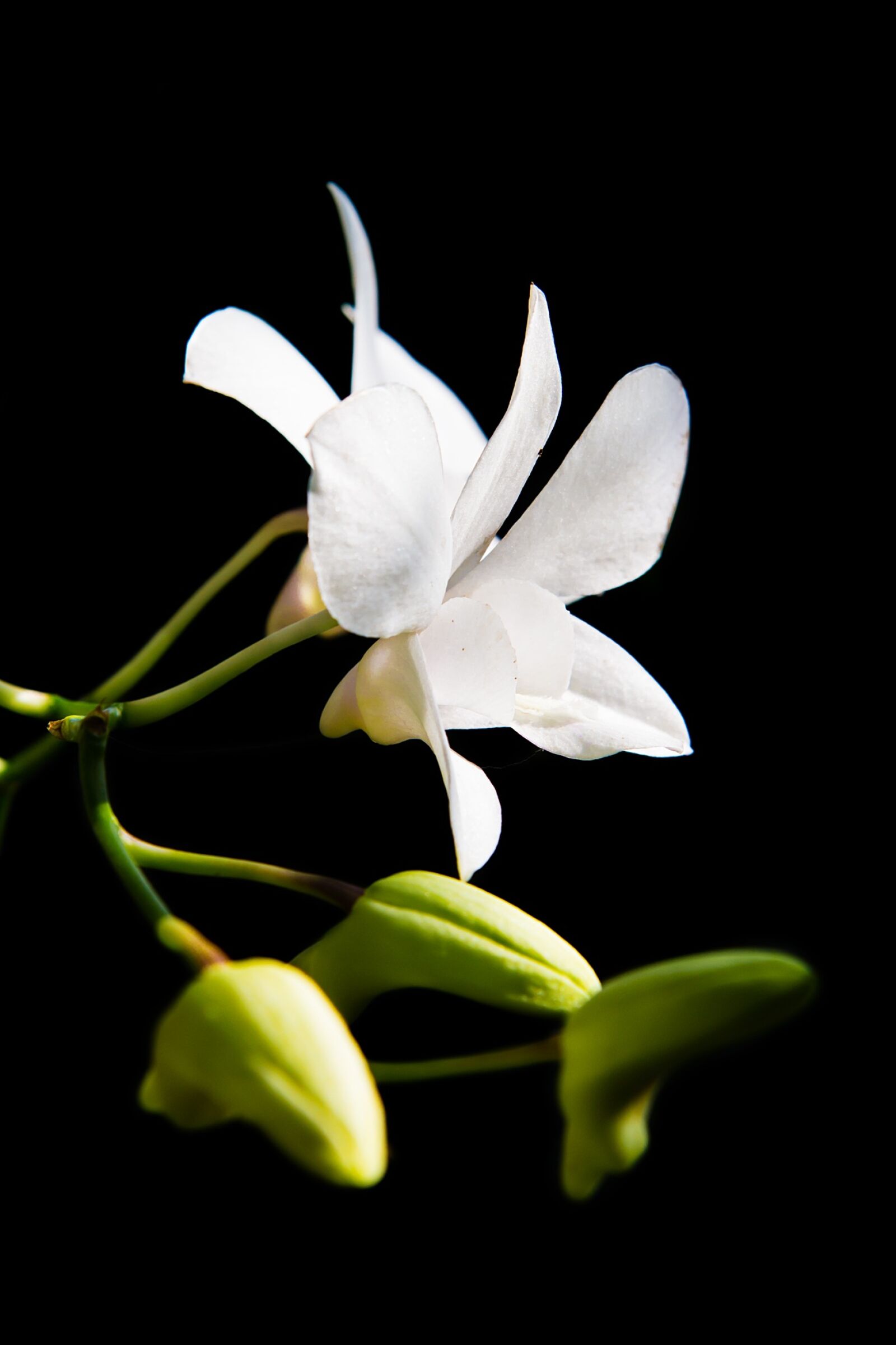 Canon EOS 700D (EOS Rebel T5i / EOS Kiss X7i) sample photo. Flower, rolling, page photography