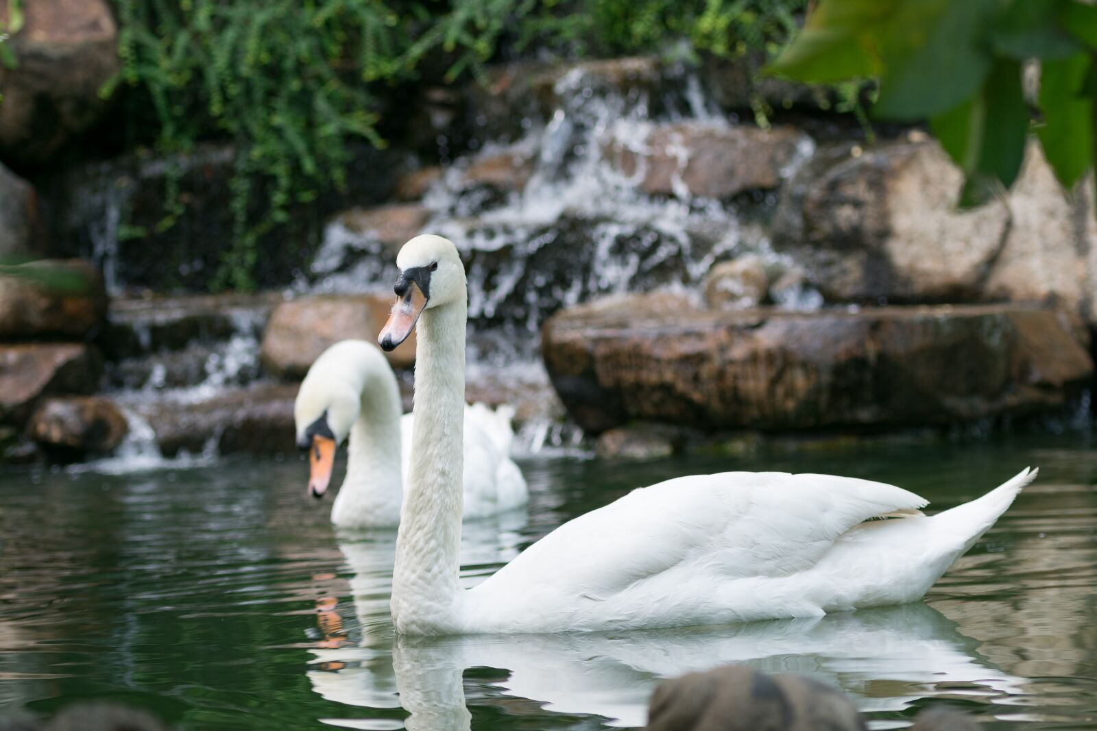 Nikon D3400 sample photo. Swan, bird, water photography