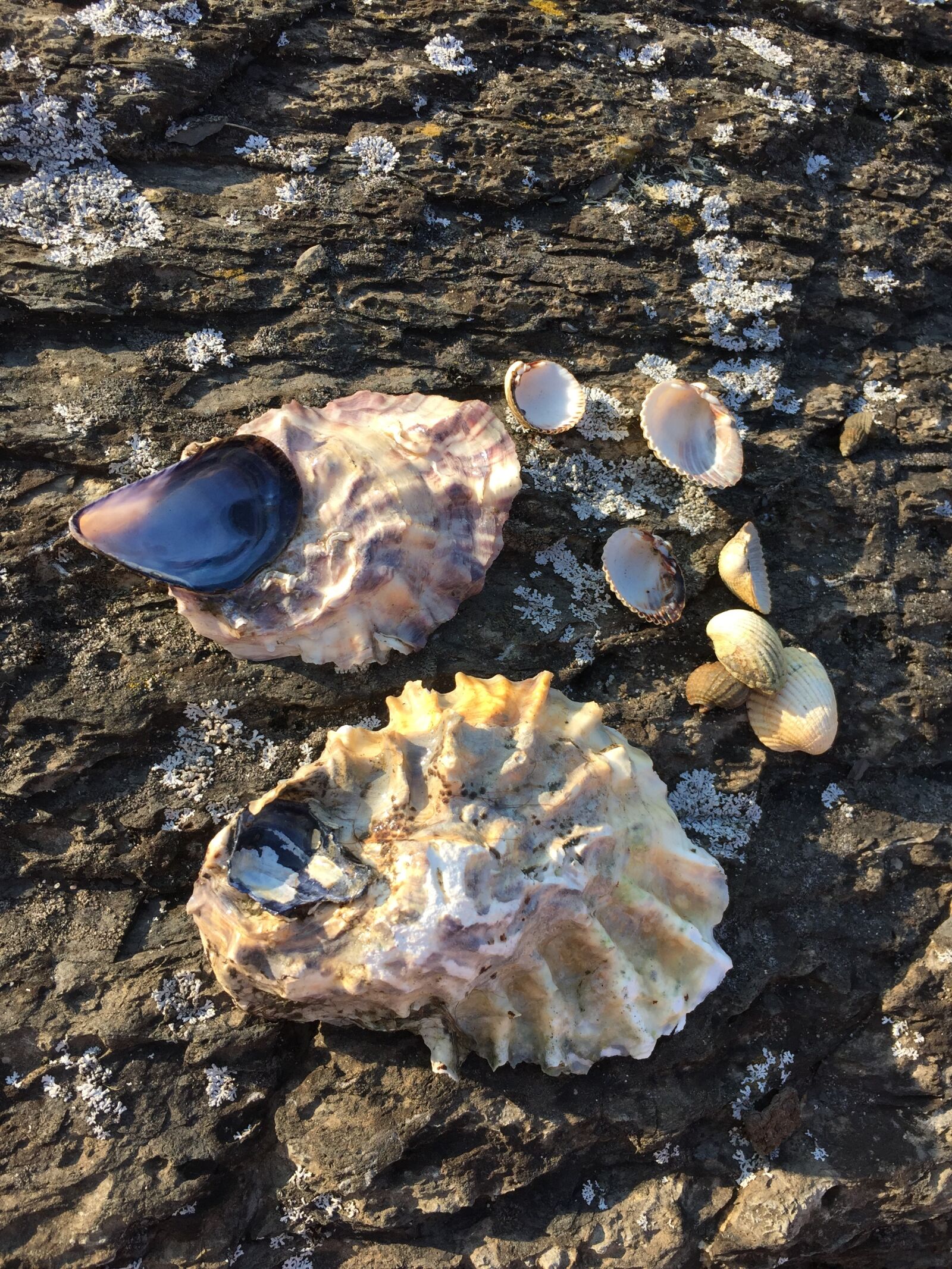 Apple iPhone 6 sample photo. Seashell, sea shell, ocean photography