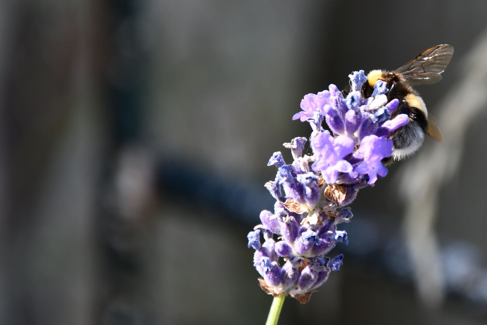 Nikon D7500 sample photo. Flower, bee, wasp photography