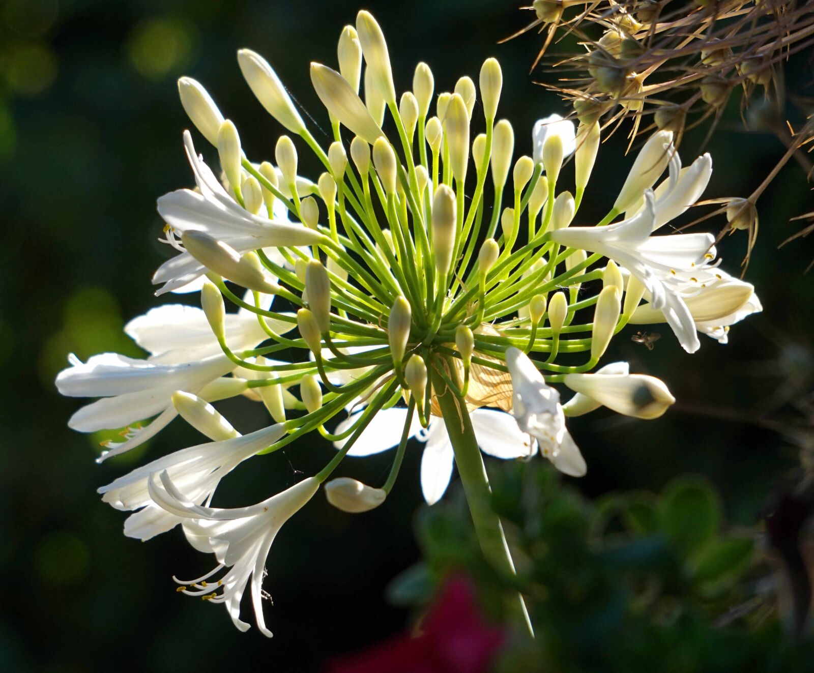 Sony Alpha a5000 (ILCE 5000) + Sony E 55-210mm F4.5-6.3 OSS sample photo. Agapanthus, blossom, bloom photography