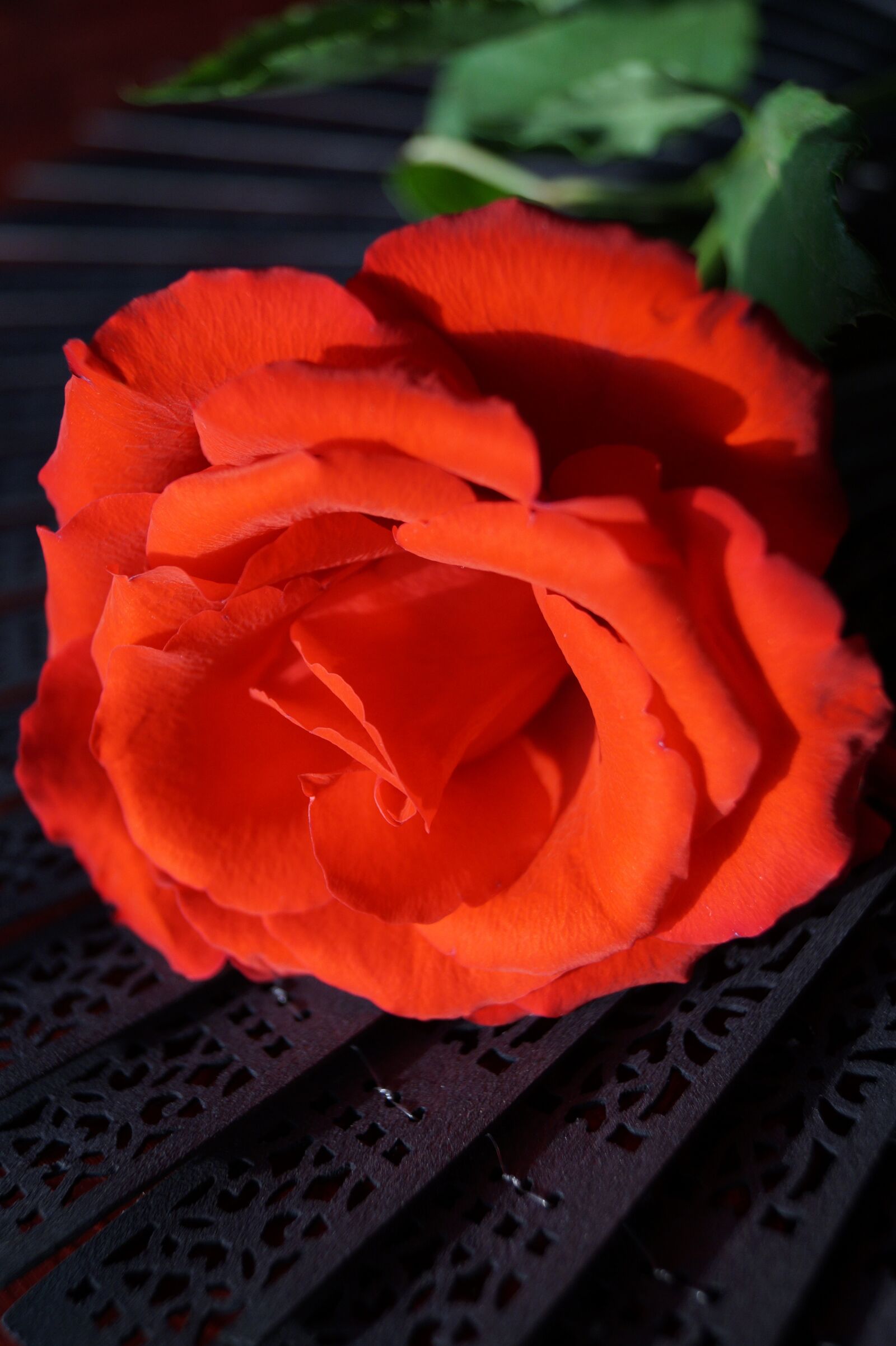 Sony DT 18-55mm F3.5-5.6 SAM II sample photo. Flower, rose, subjects photography