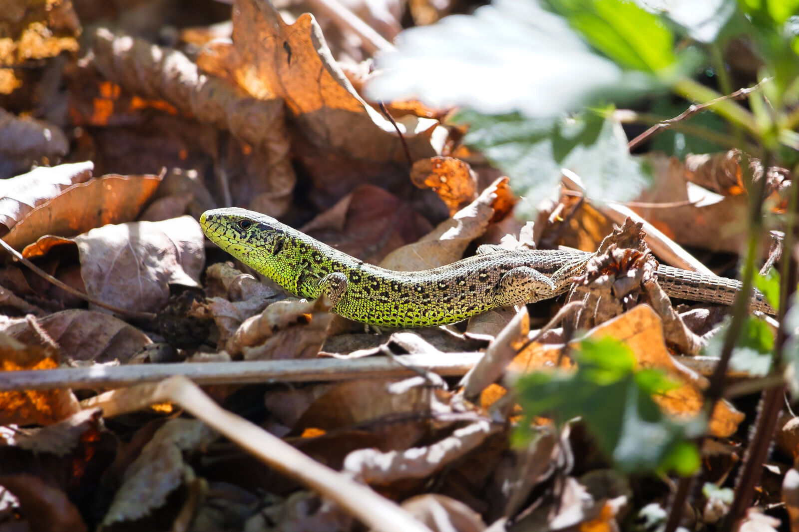 Canon EF-S 55-250mm F4-5.6 IS STM sample photo