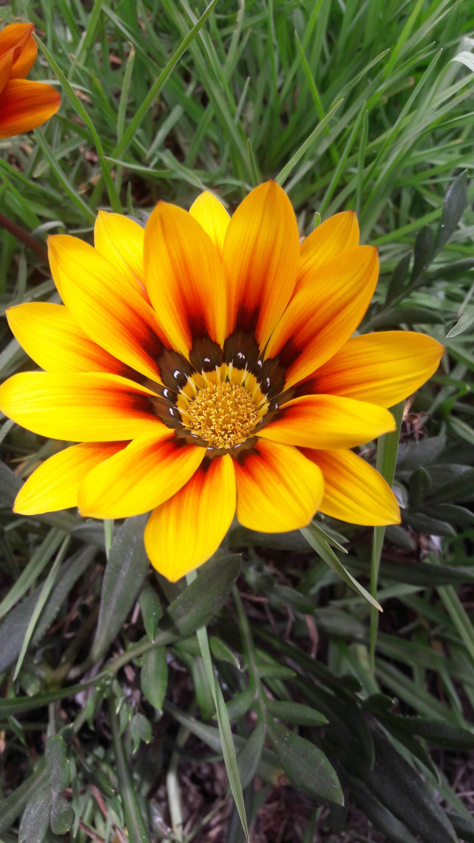 Samsung Galaxy A5(2016) sample photo. Flower, yellow, plant photography
