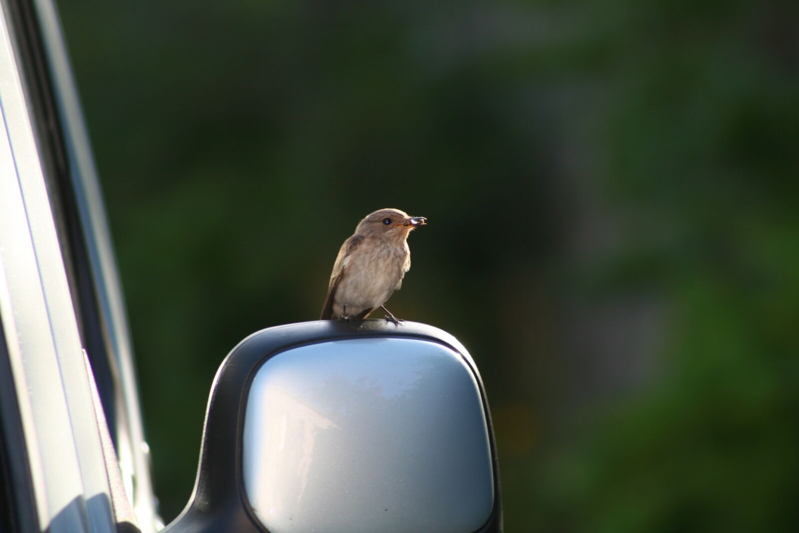 Canon EOS 350D (EOS Digital Rebel XT / EOS Kiss Digital N) sample photo. Bird, car, vehicle photography
