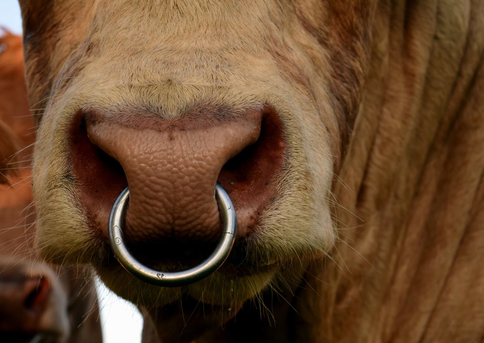 Nikon D3300 sample photo. Animal, bull, cow, macro photography