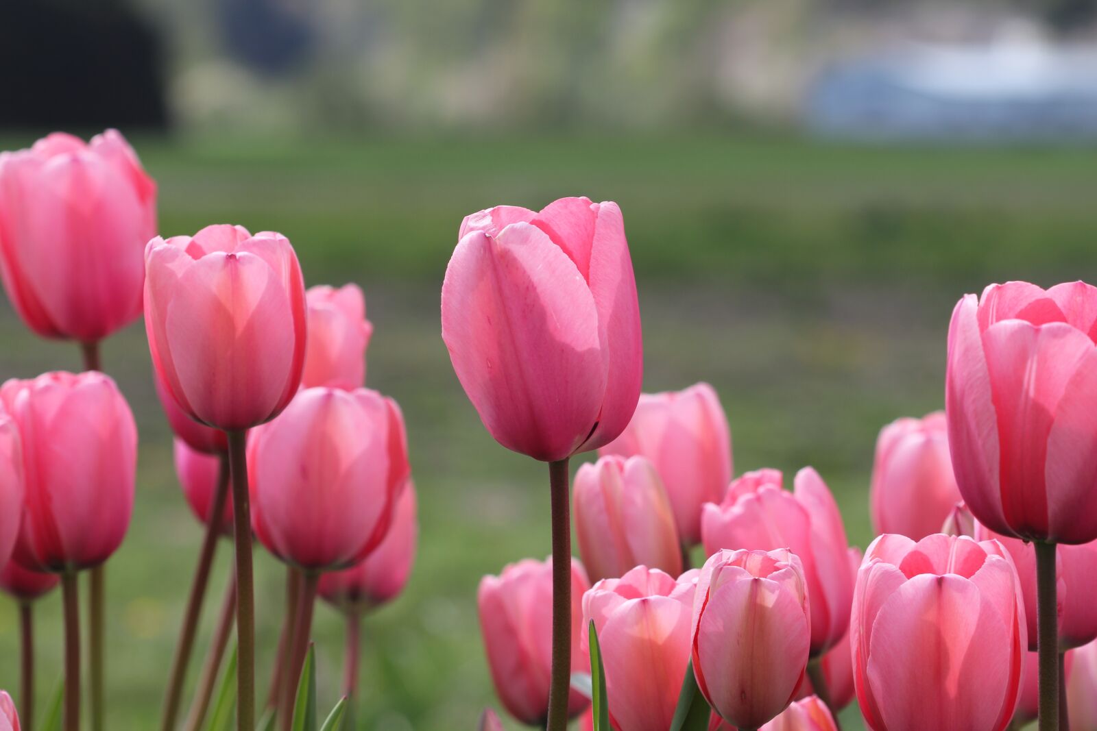 Canon EOS 550D (EOS Rebel T2i / EOS Kiss X4) sample photo. Tulips, flower, spring photography