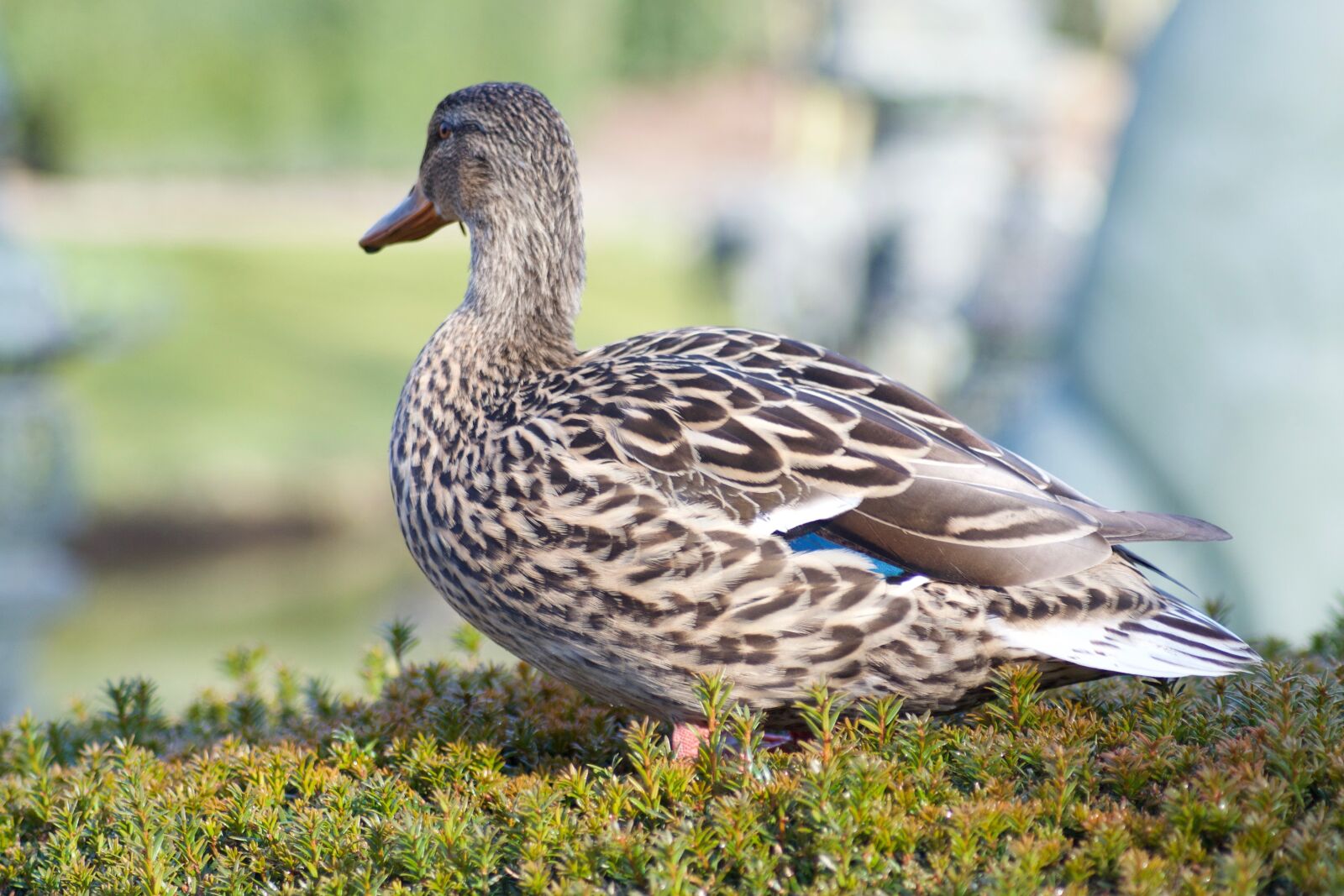 Nikon D3100 sample photo. Duck, animal world, nature photography