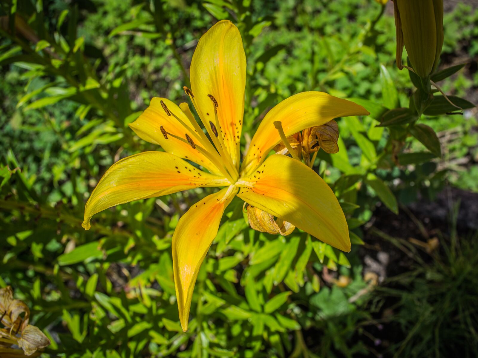Nikon D3100 sample photo. Flower, yellow, flora photography