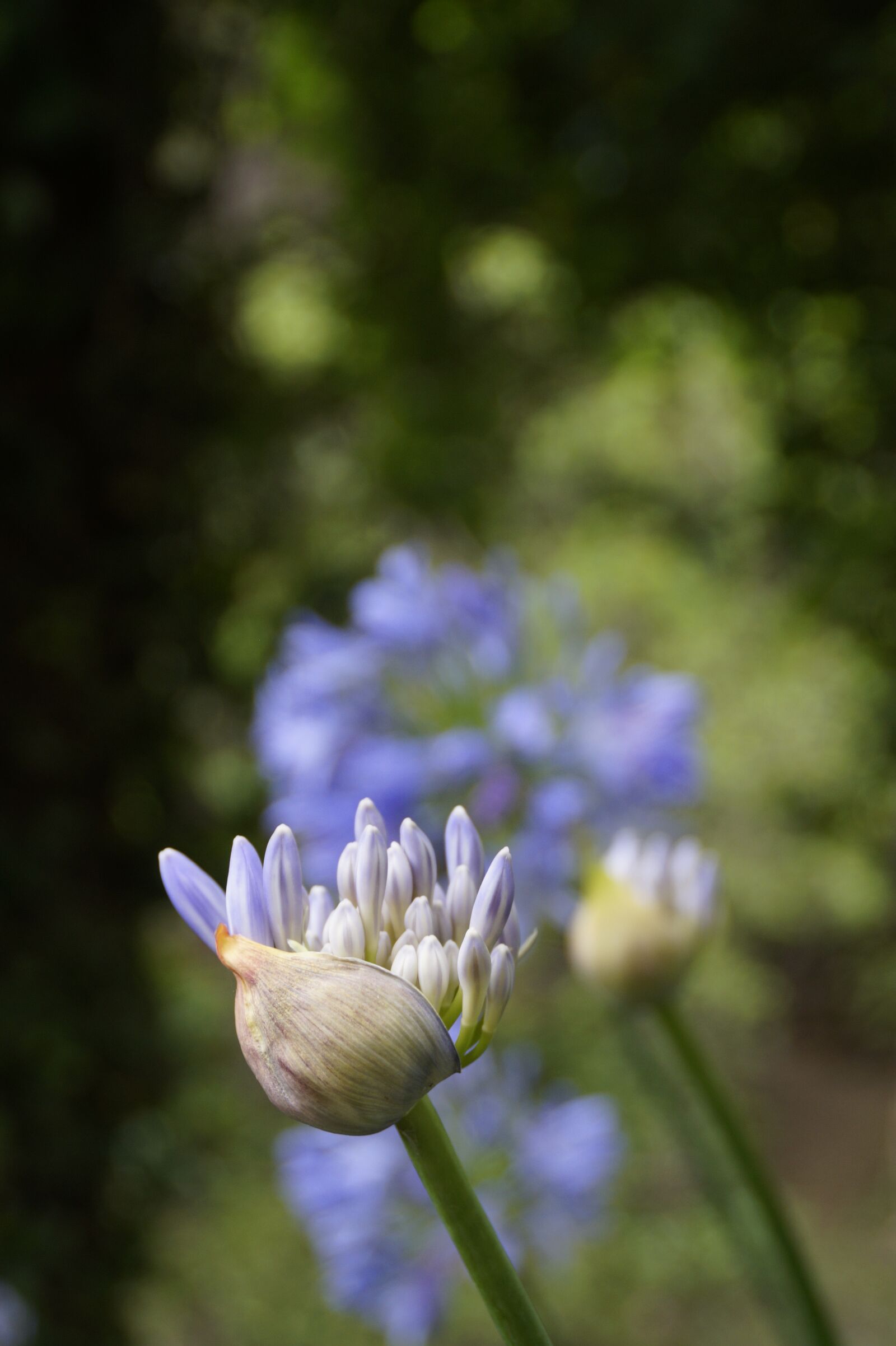 Sony SLT-A58 + Sony DT 18-200mm F3.5-6.3 sample photo. Nature, flower, plant photography