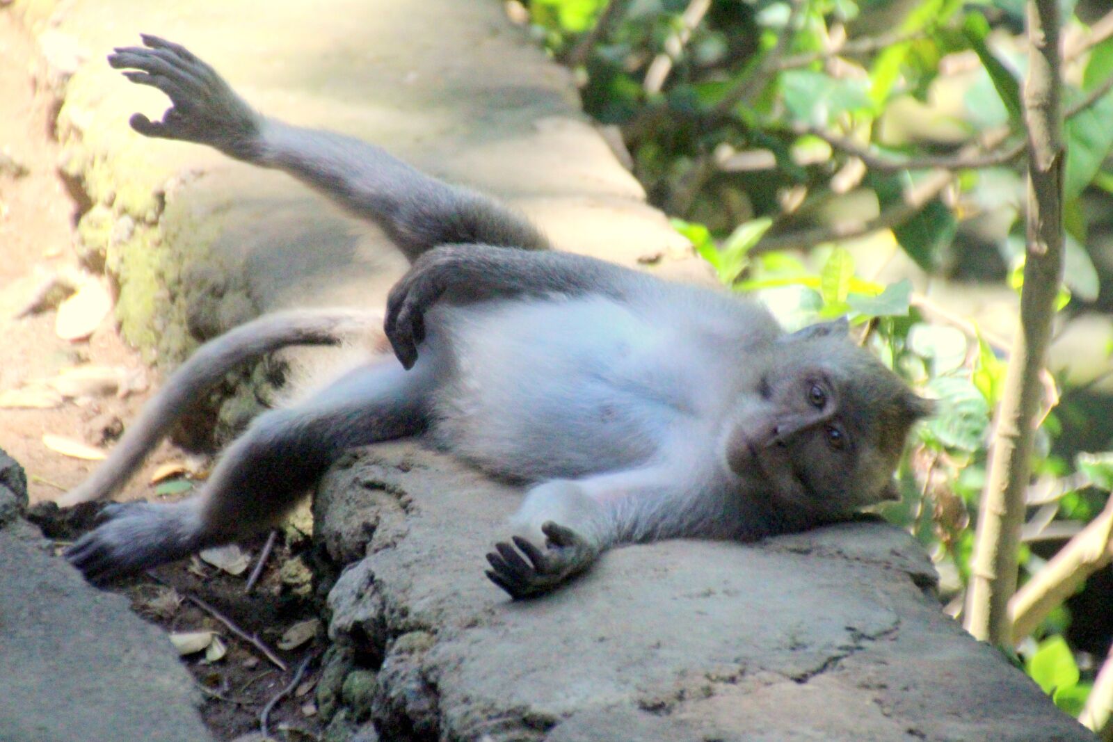 Canon EOS 700D (EOS Rebel T5i / EOS Kiss X7i) sample photo. Monkey, primate, bali photography