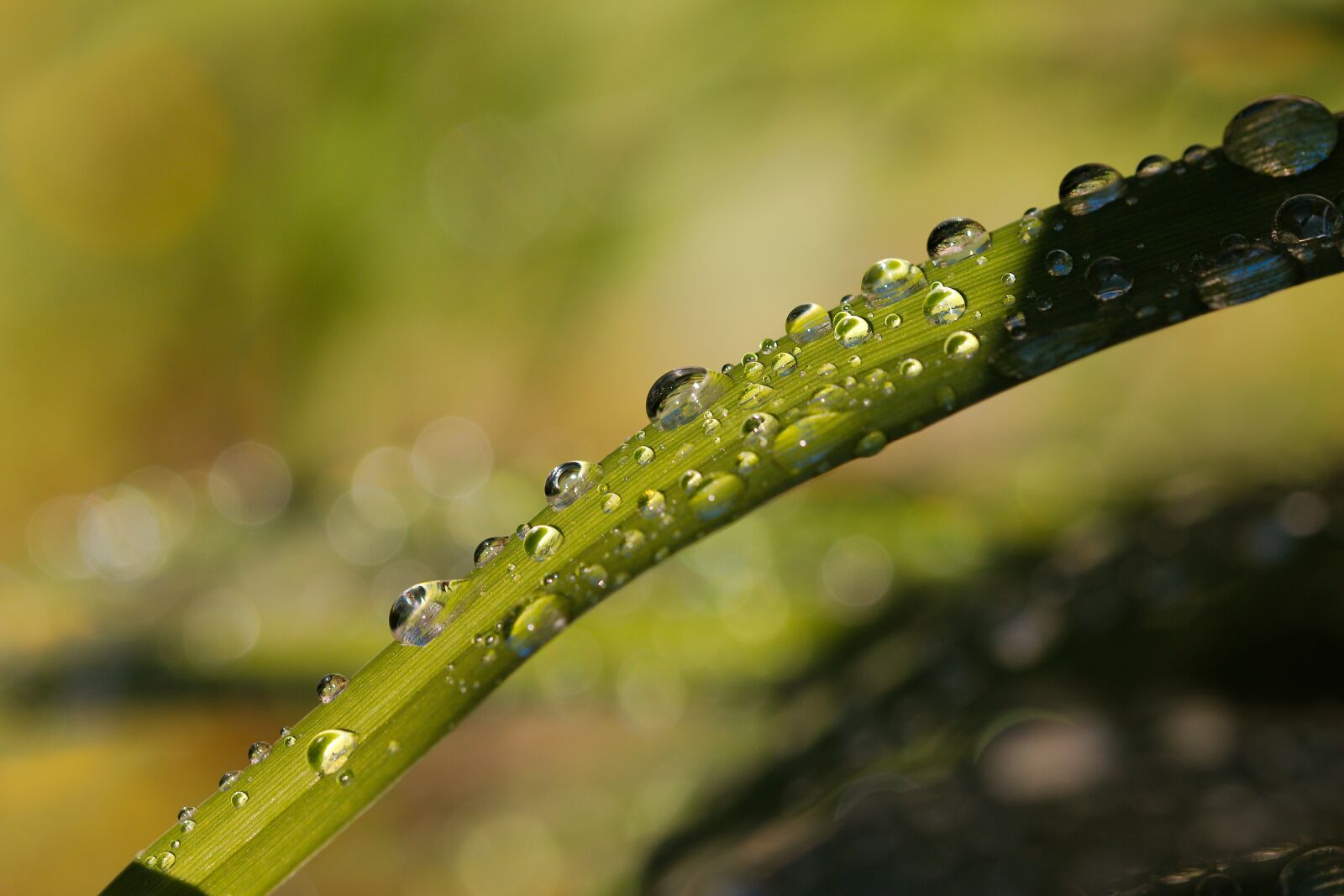 Canon EOS 70D sample photo. Rain, pearl, nature photography