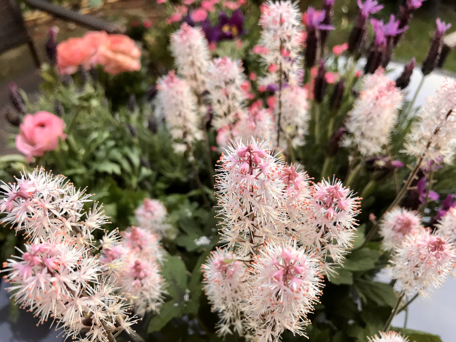iPhone 7 back camera 3.99mm f/1.8 sample photo. Black cohosh, shrub, flowers photography
