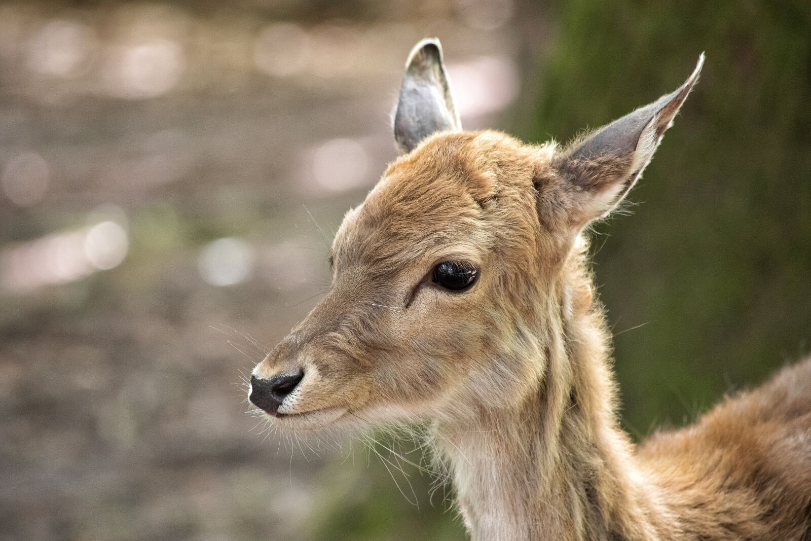 Canon EF 70-300mm F4-5.6 IS USM sample photo. Fallow deer, mammal, animal photography