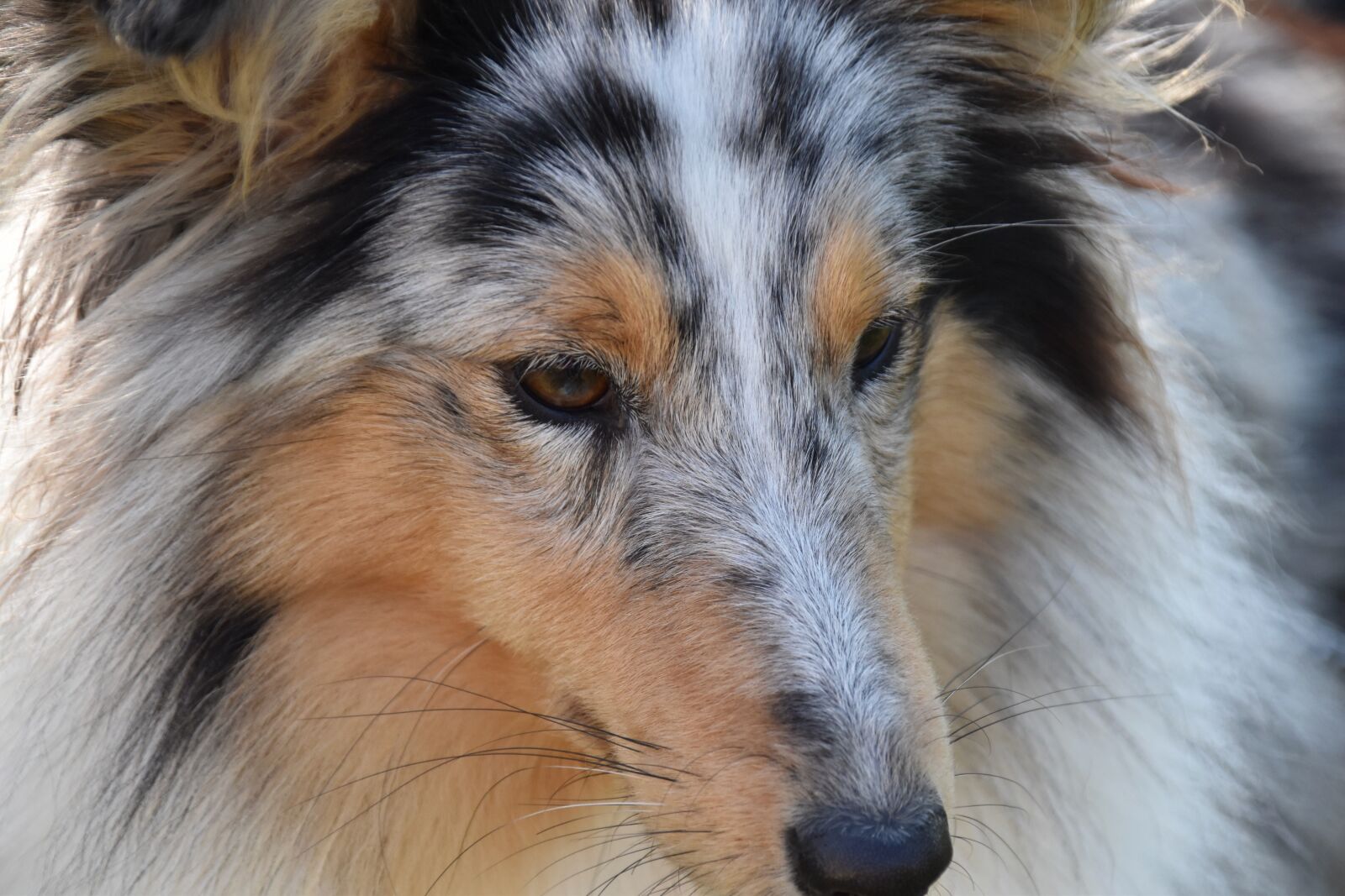 Nikon D5600 sample photo. Dog, bitch, shetland sheepdog photography