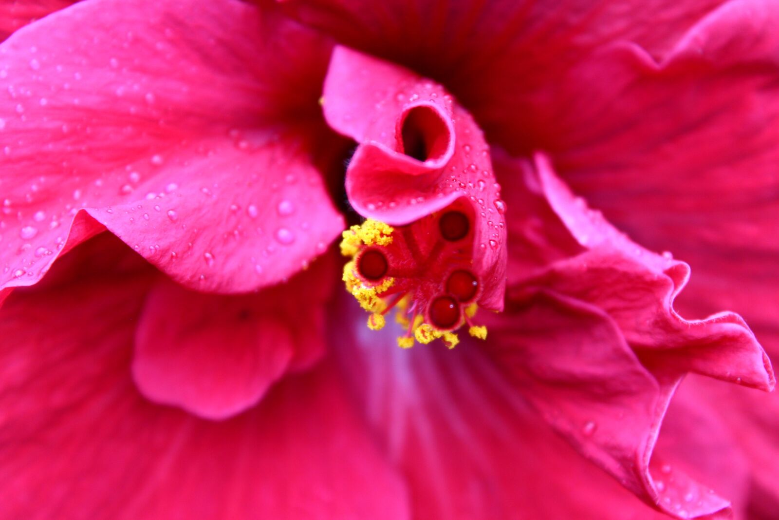 Canon EOS 1200D (EOS Rebel T5 / EOS Kiss X70 / EOS Hi) sample photo. Lily, flower, fuchsia photography