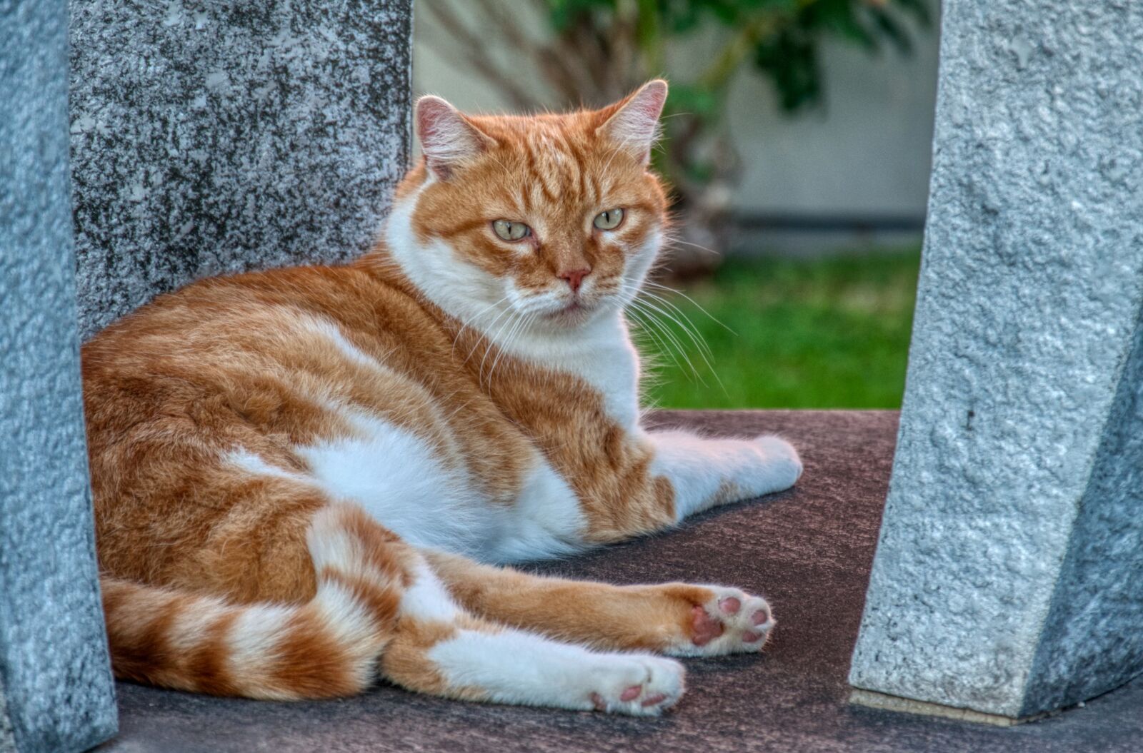Nikon D5000 sample photo. Cat, scheckig, red photography
