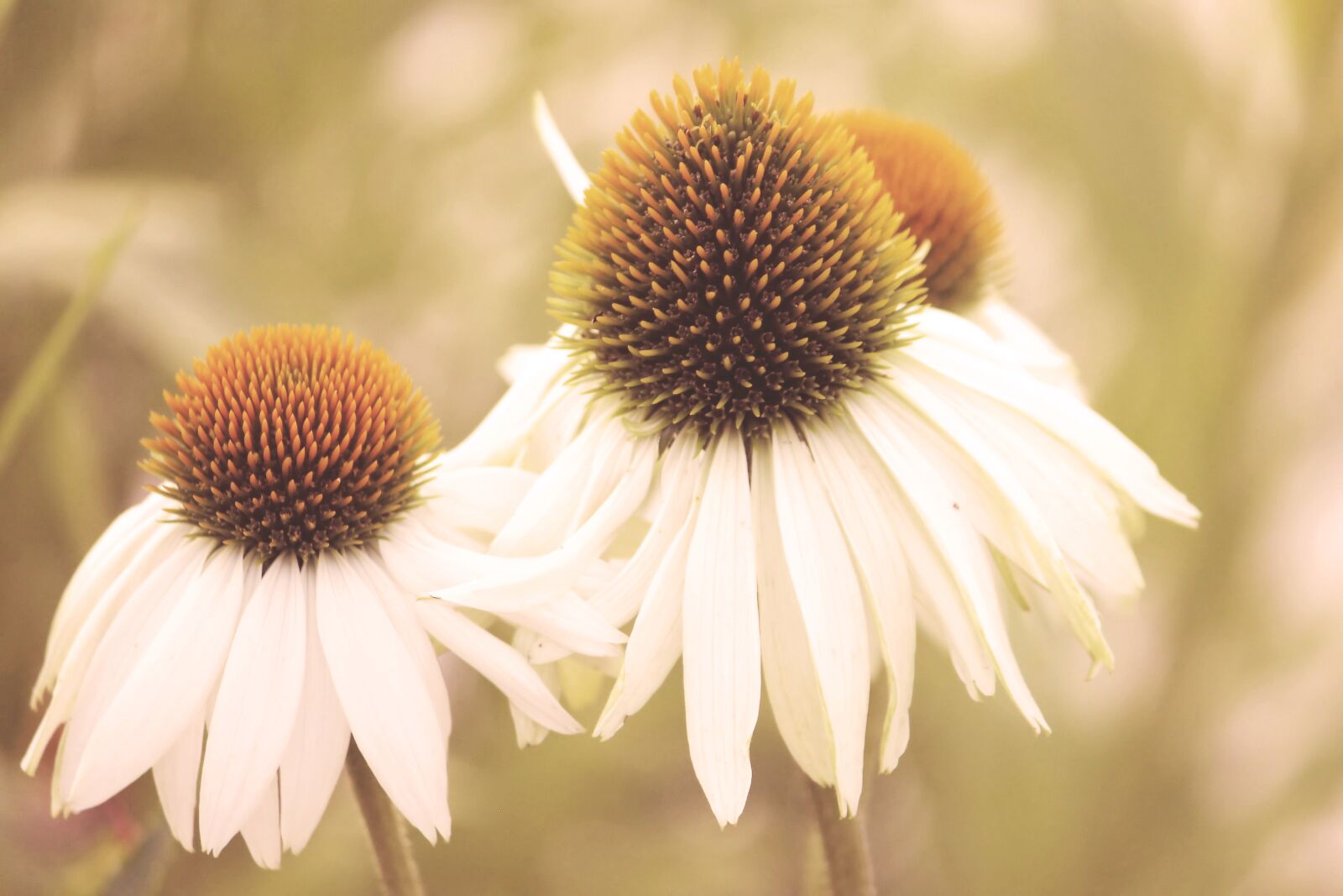 Canon EOS 600D (Rebel EOS T3i / EOS Kiss X5) sample photo. Vintage, blossom, bloom photography