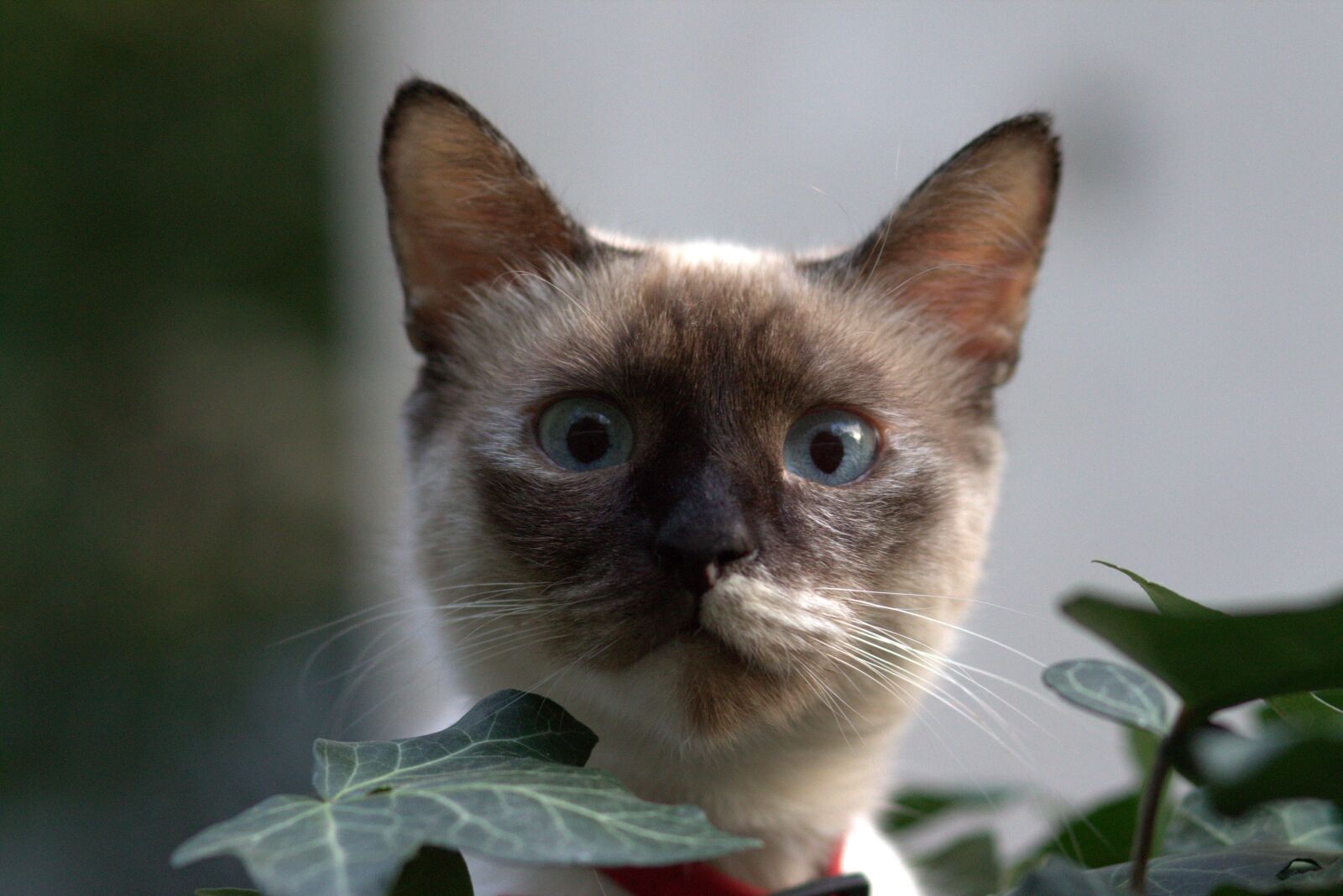 Canon EOS 700D (EOS Rebel T5i / EOS Kiss X7i) + Canon EF 85mm F1.8 USM sample photo. Cat, burmese, blue eyes photography