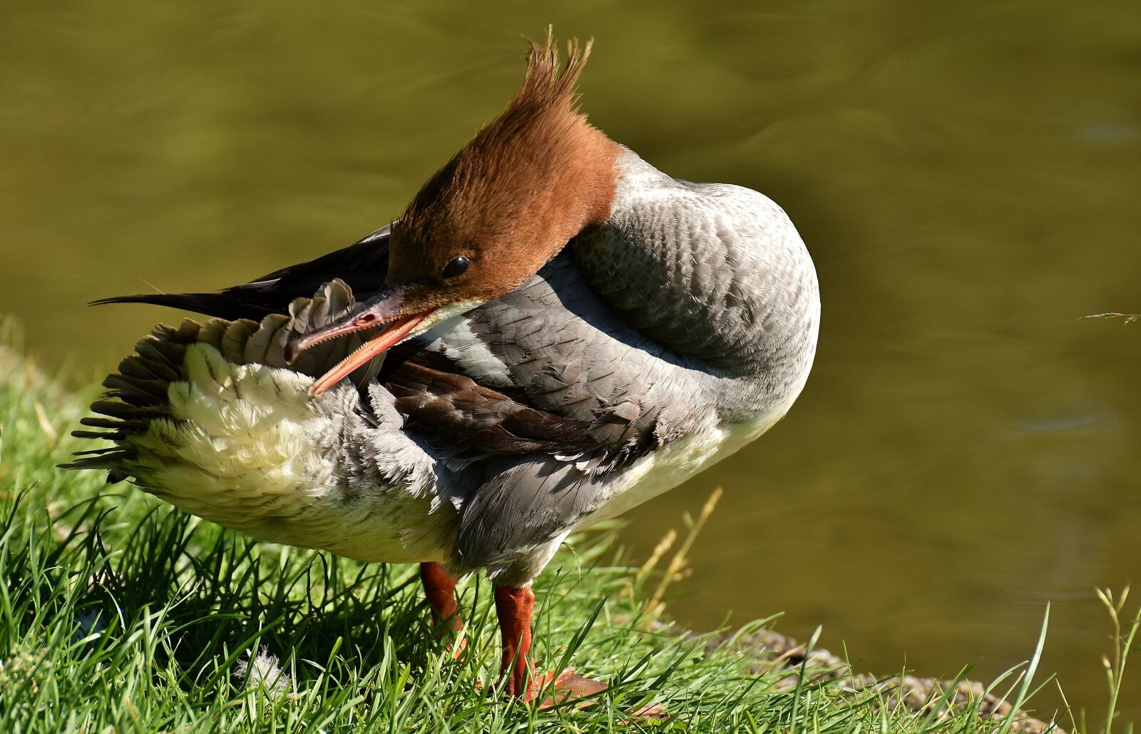 Nikon D7200 sample photo. Merganser, mergus merganser, duck photography