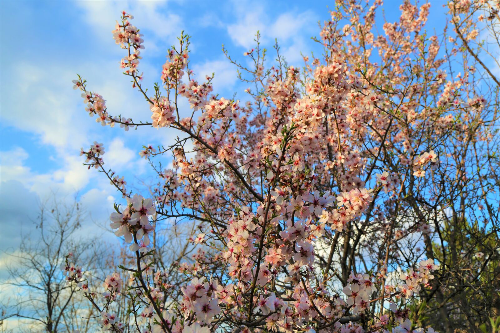 Canon EF 24-105mm F4L IS USM sample photo. Tree, blue sky, nature photography