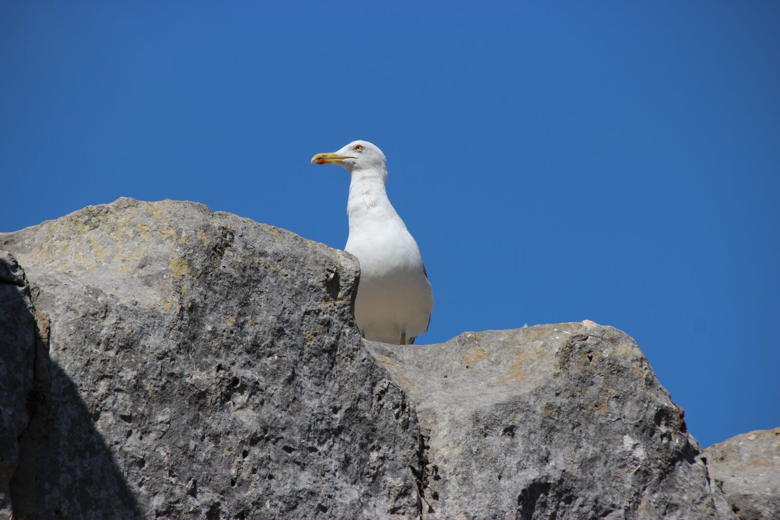Canon EOS 600D (Rebel EOS T3i / EOS Kiss X5) sample photo. Rocks, seagull, bird photography