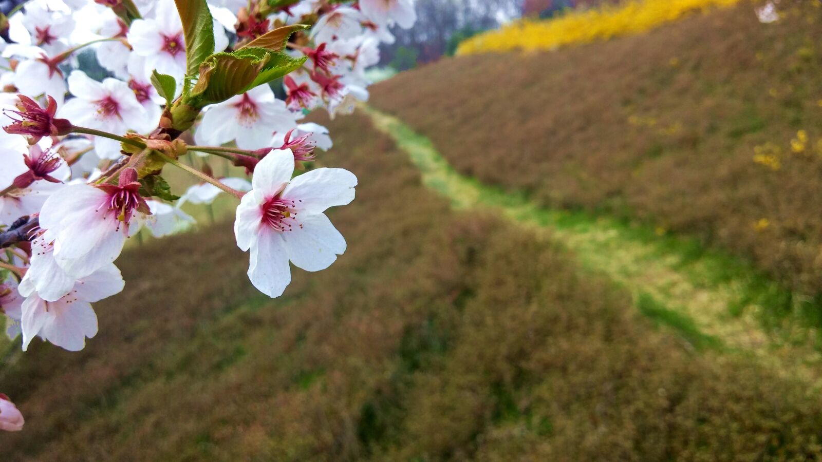 LG G Pro2 sample photo. Cherry blossom, flower, flowers photography