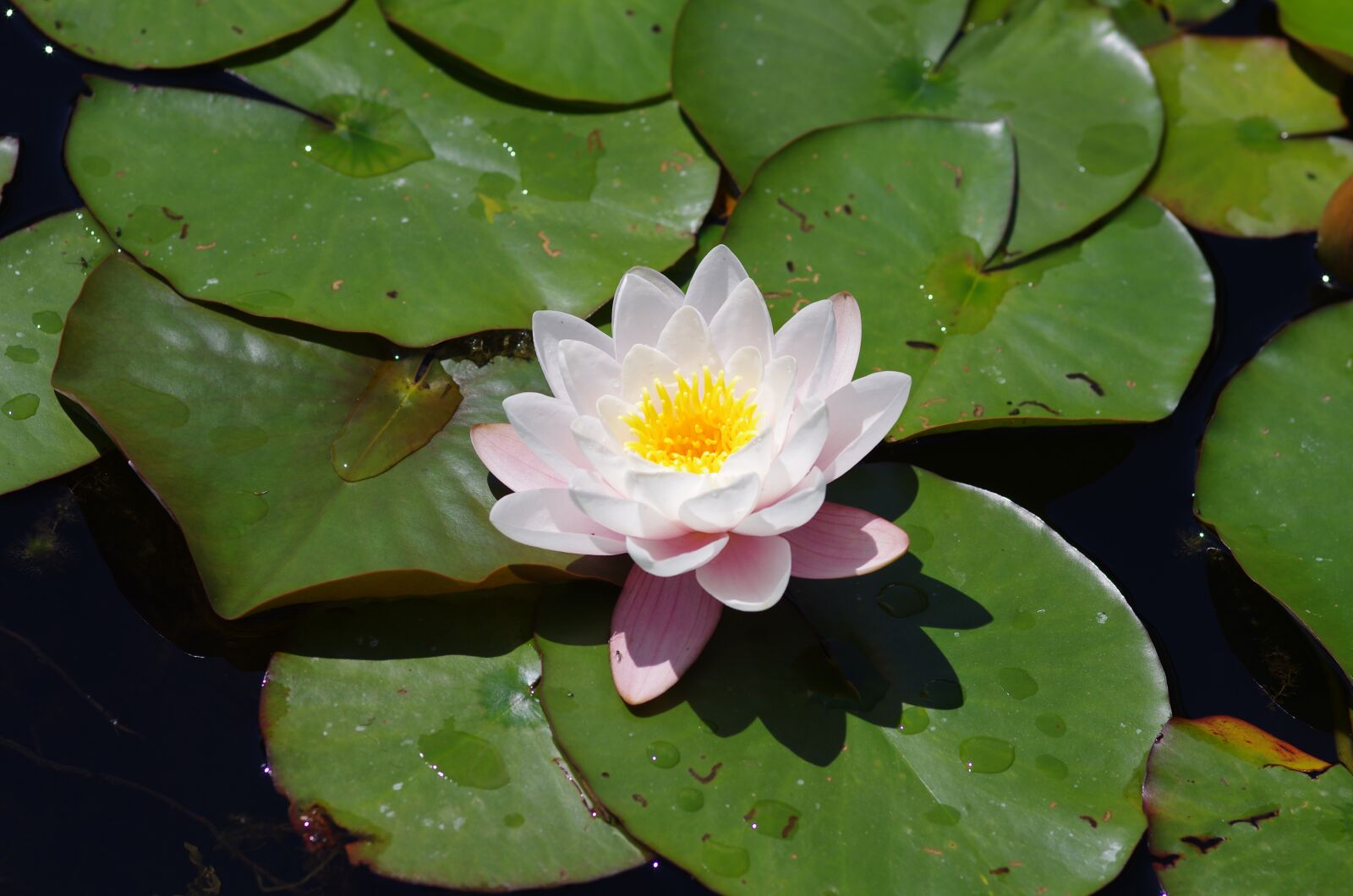 Pentax K-5 sample photo. Nature, water lilies, blossom photography