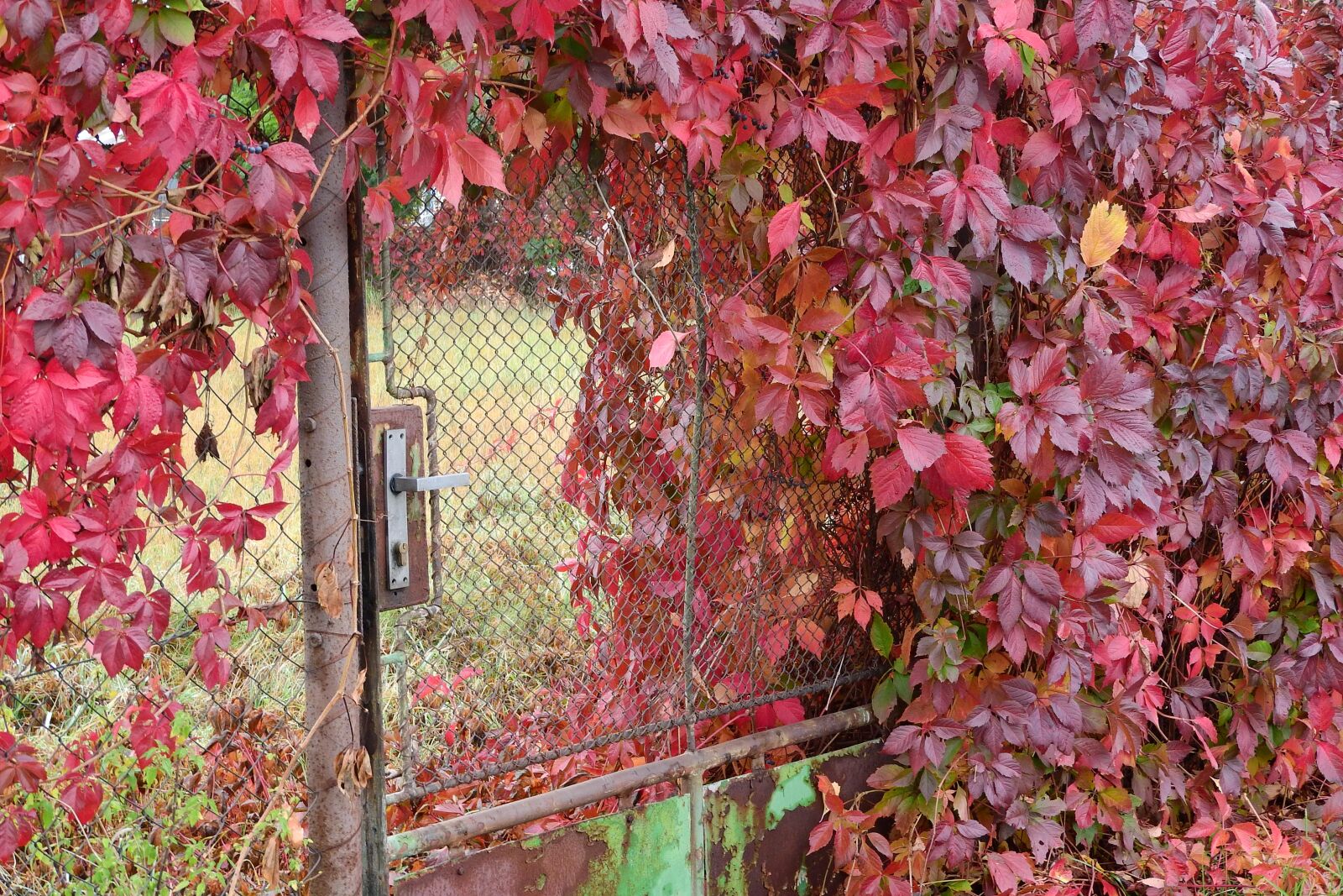Nikon Coolpix P610 sample photo. Goal, overgrown plot, gate photography